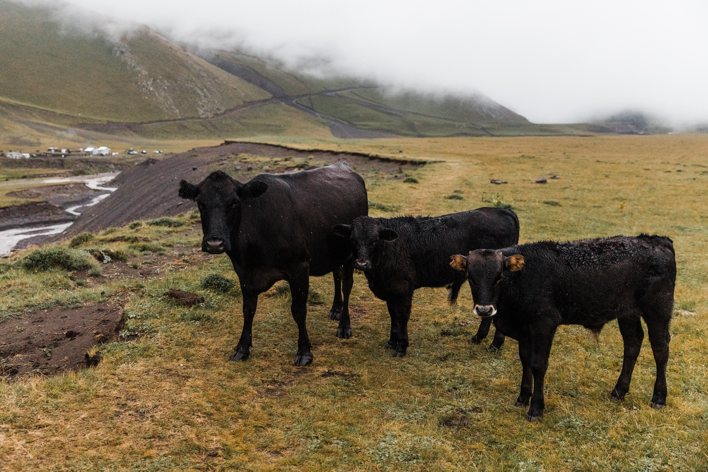 Elbrus. Свадебный и семейный фотограф в Краснодаре Роман Моско