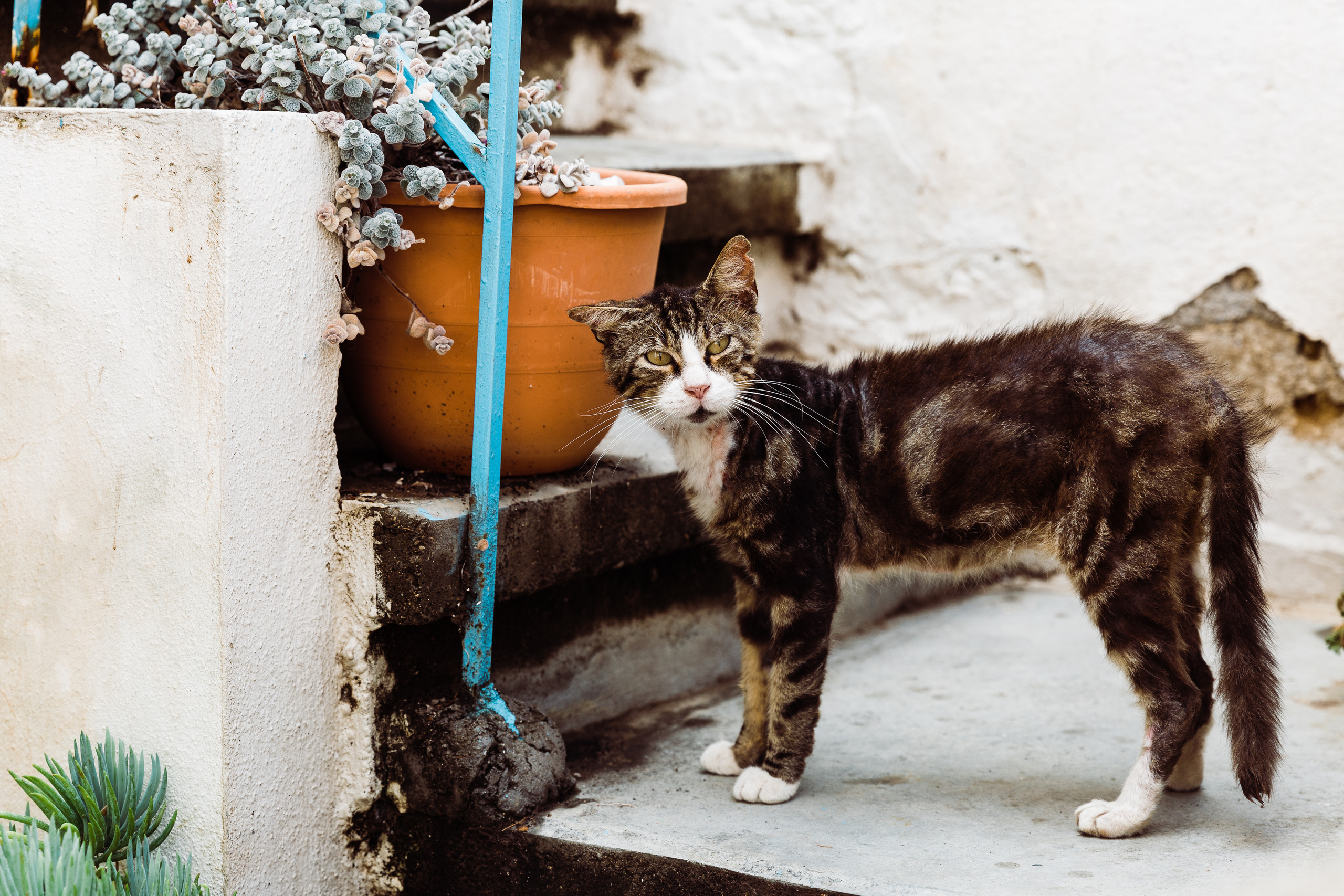 Greece. Свадебный и семейный фотограф в Краснодаре Роман Моско