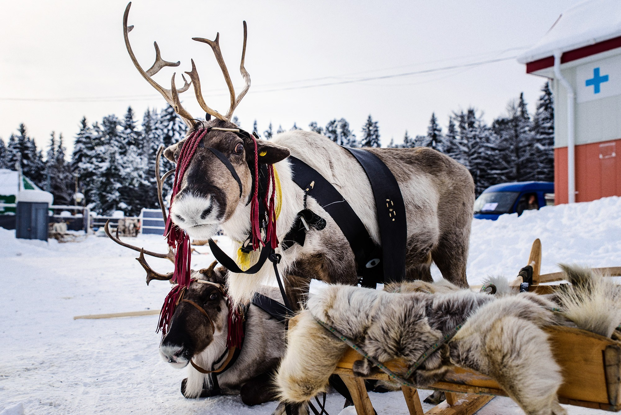 Конкурс оленеводов. Фотограф в Ханты-Мансийске Евгений Жуланов