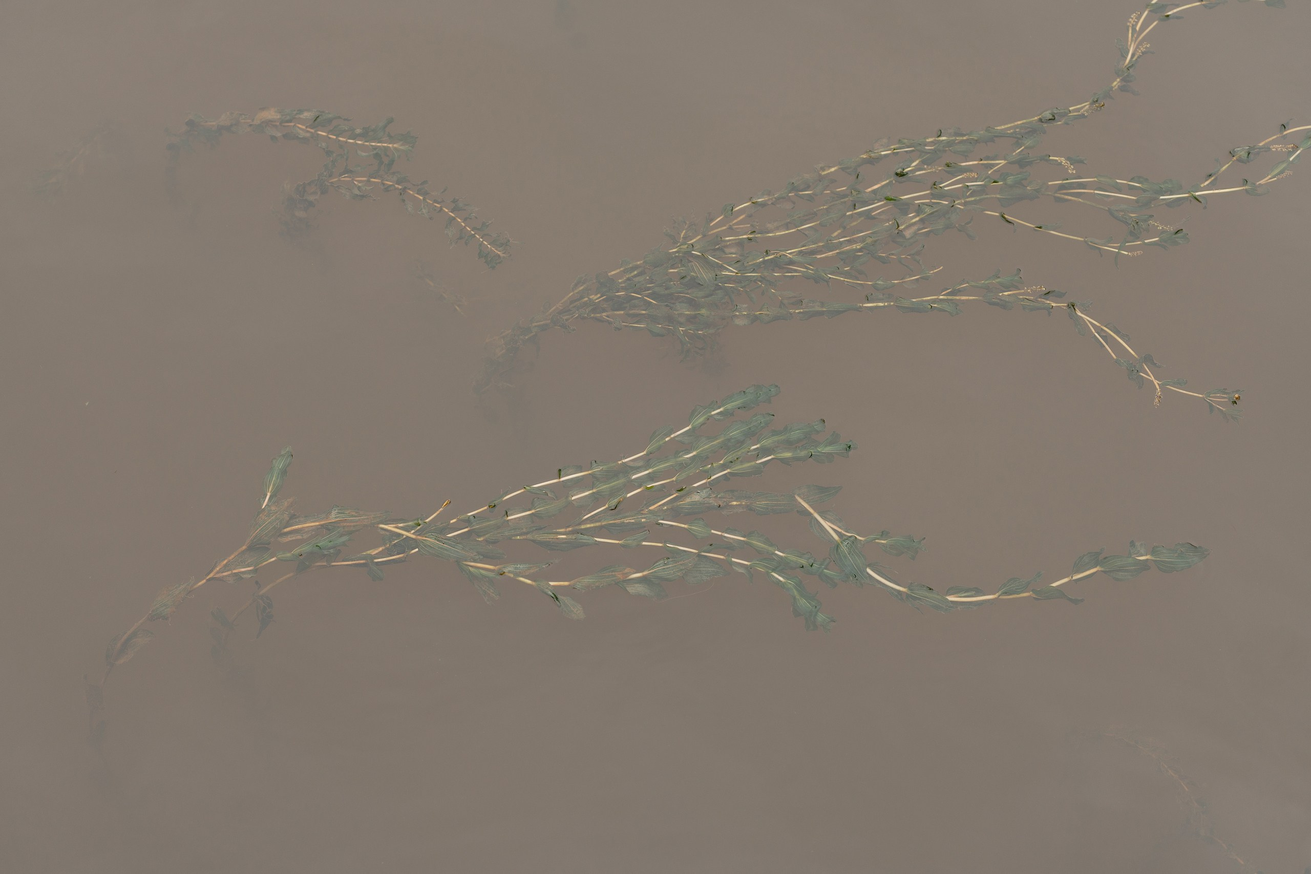 Пихта Артемий Диана. Свадебный Фотограф Казань Челны