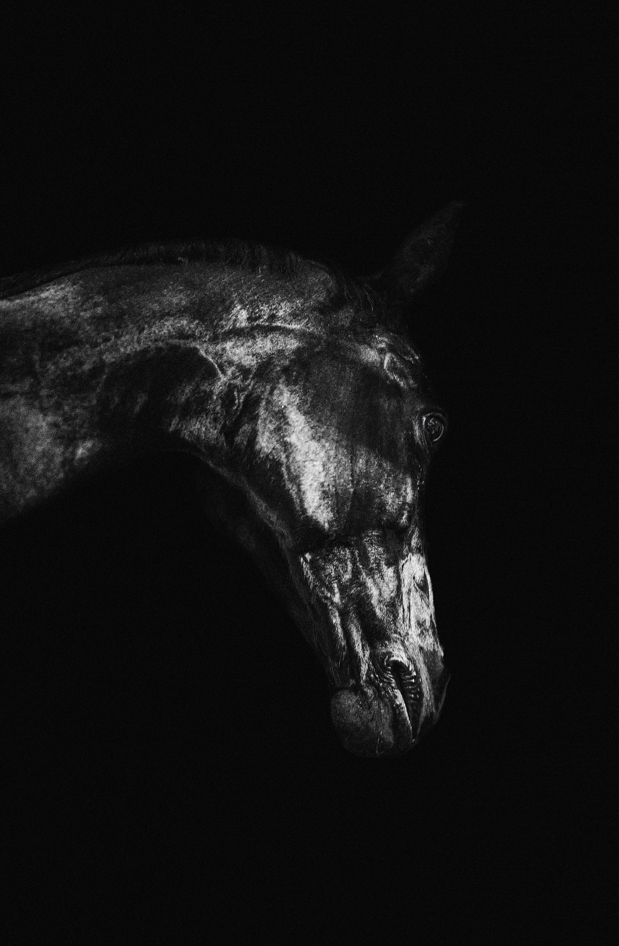 Кобыла Прима Вера, рвп, КСК «Звёздный». Фотосессии с лошадьми в Москве, Новосибирске