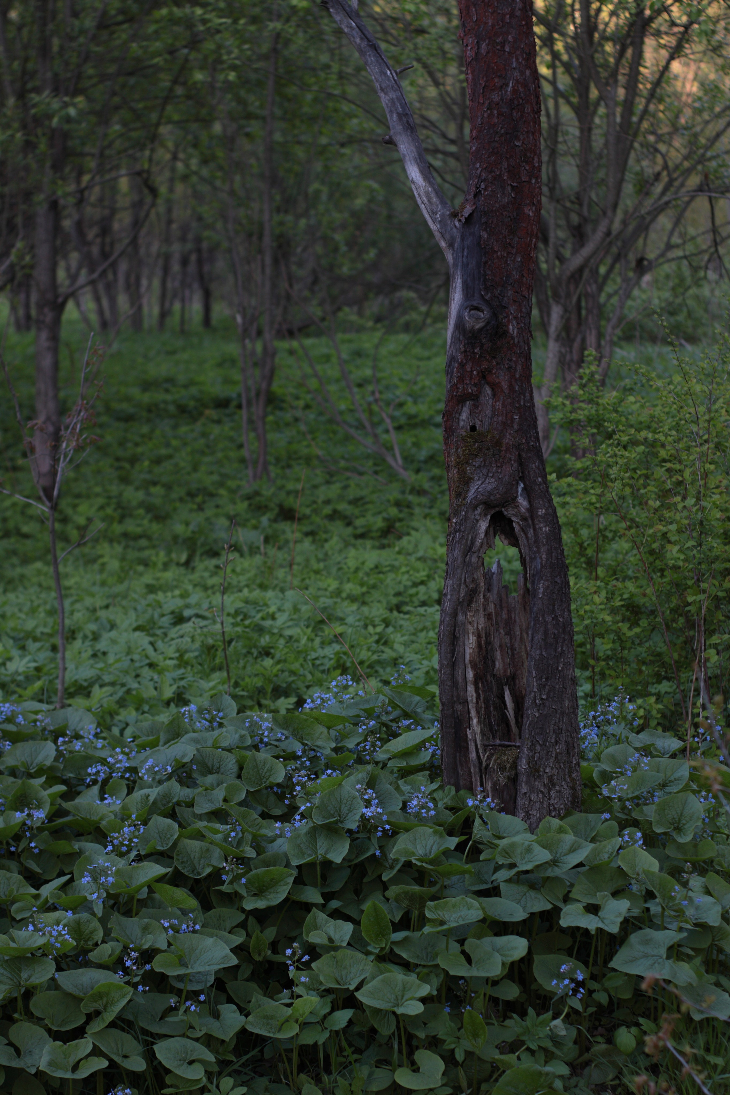 Старое природное, отбирала Katamount (Катерина Горохова). Главная