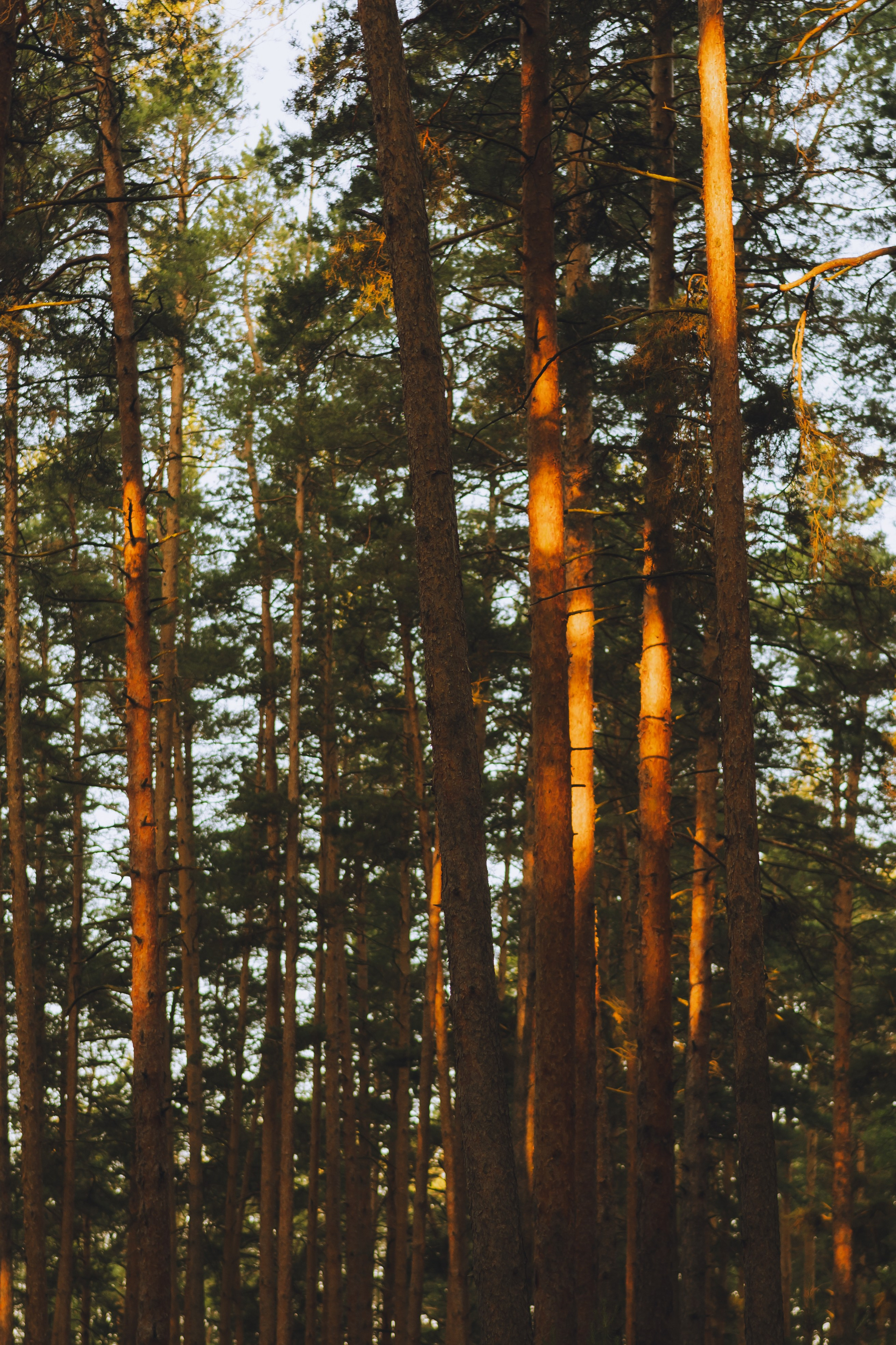 Палаточный форум CAMPot 2025. Фотограф Надежда Погребняк | Рязань | Москва