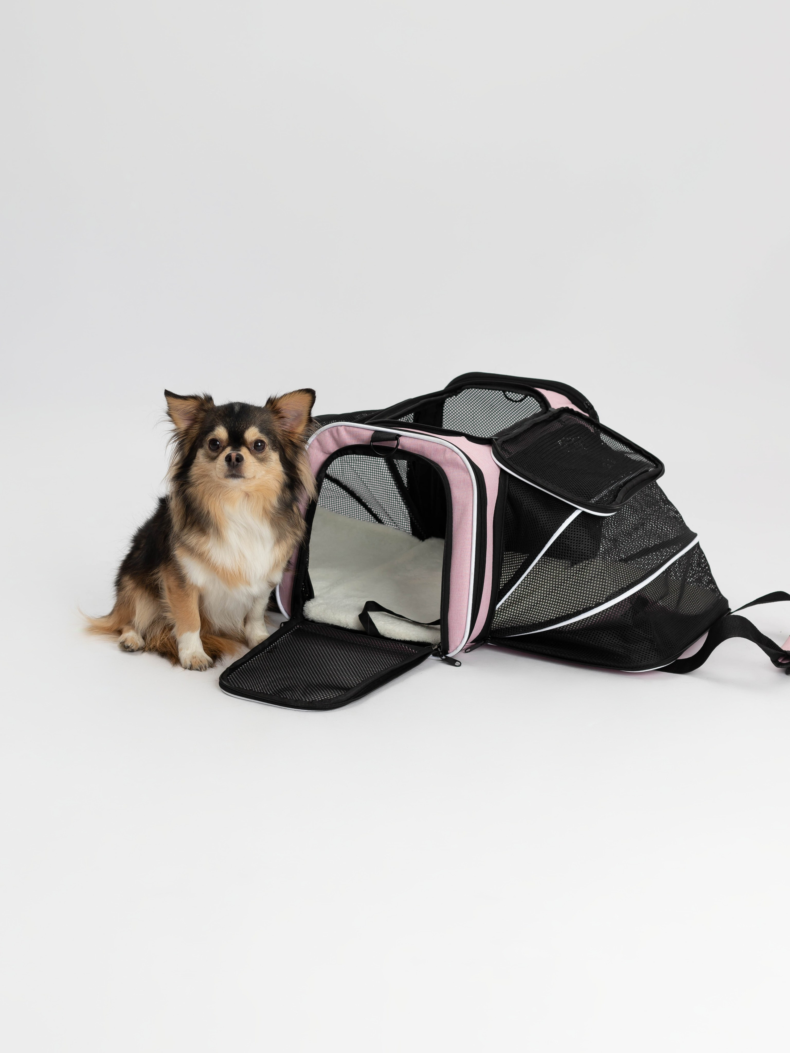 Переноска для питомца. Коммерческий фотограф в Санкт-Петербурге (СПб) Екатерина Панчёха, Панчёшка