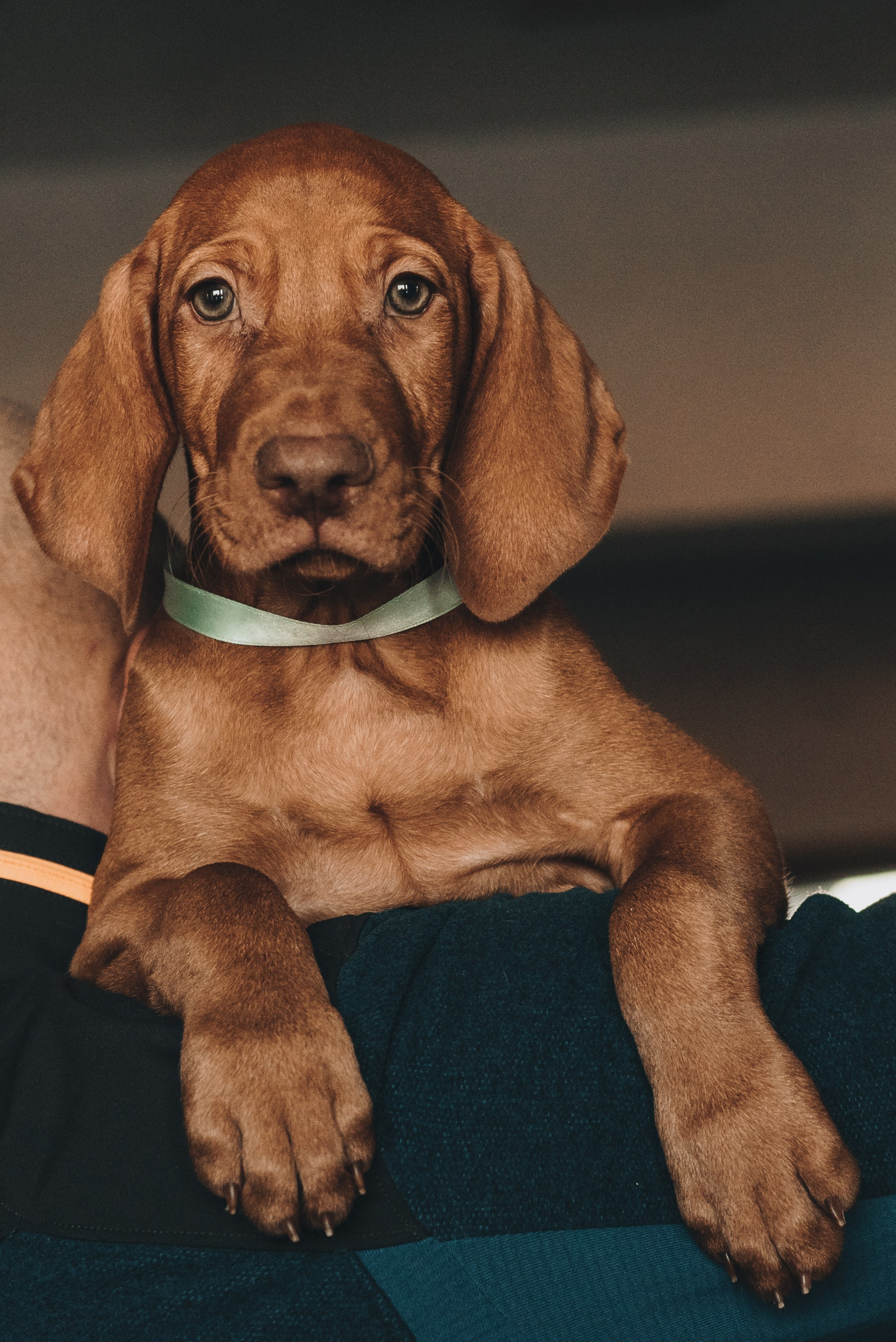Hungarian Vizsla. Natalia Finch Photography — Family, Kids & Pet Photographer in Chicago, IL