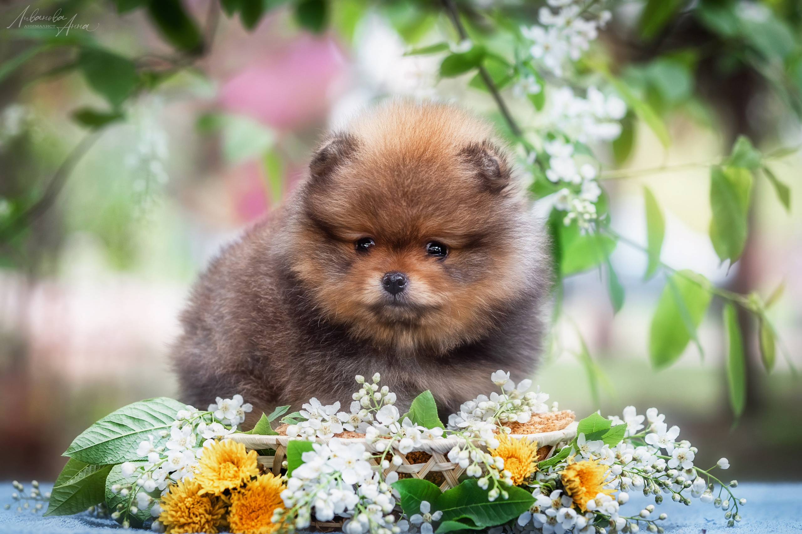 Шпицы. Фотограф анималист Аня Ливанова | Рыбинск