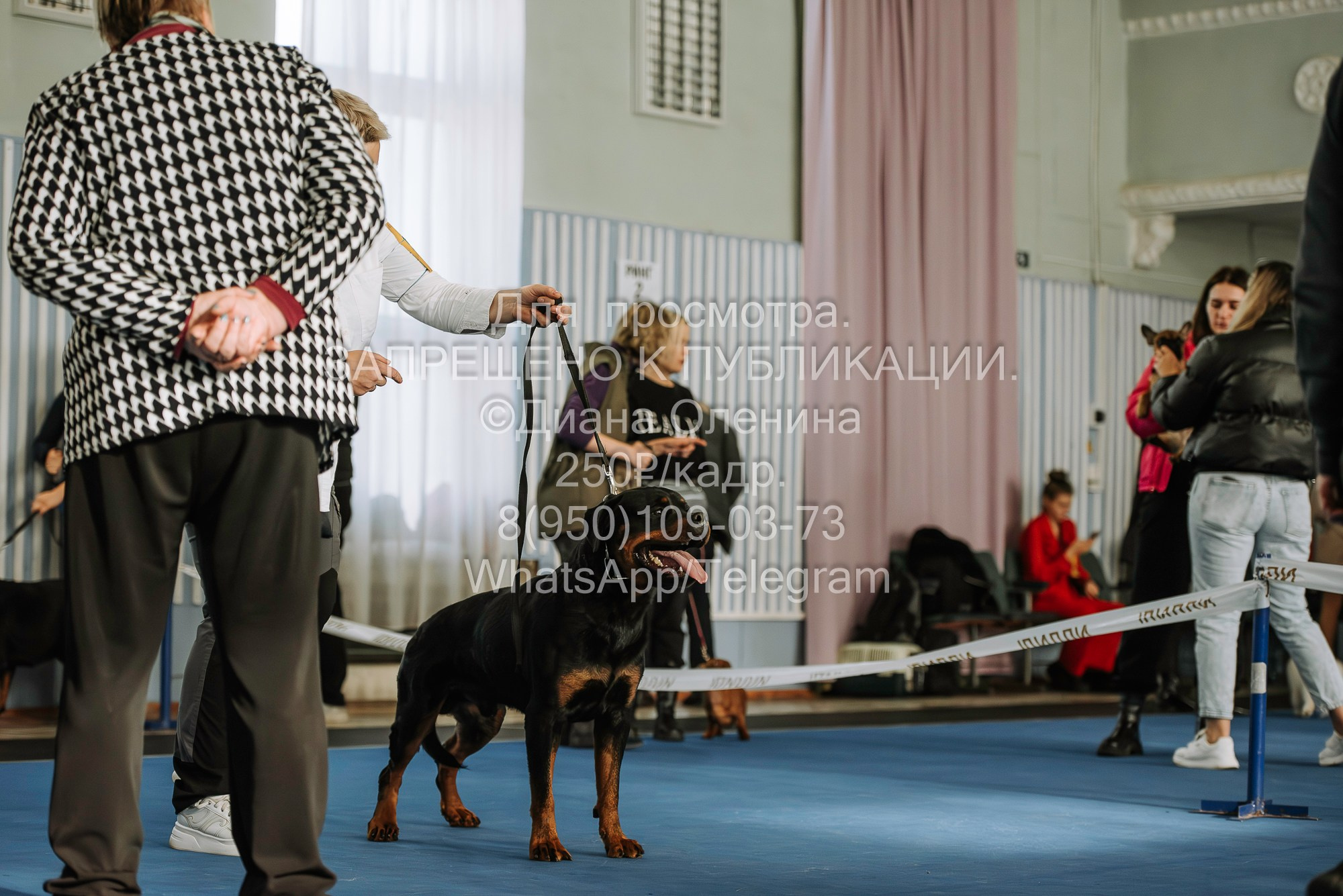 Выставка собак Красноярск 29.10.2023. Фотограф Диана Оленина Красноярск / Братск