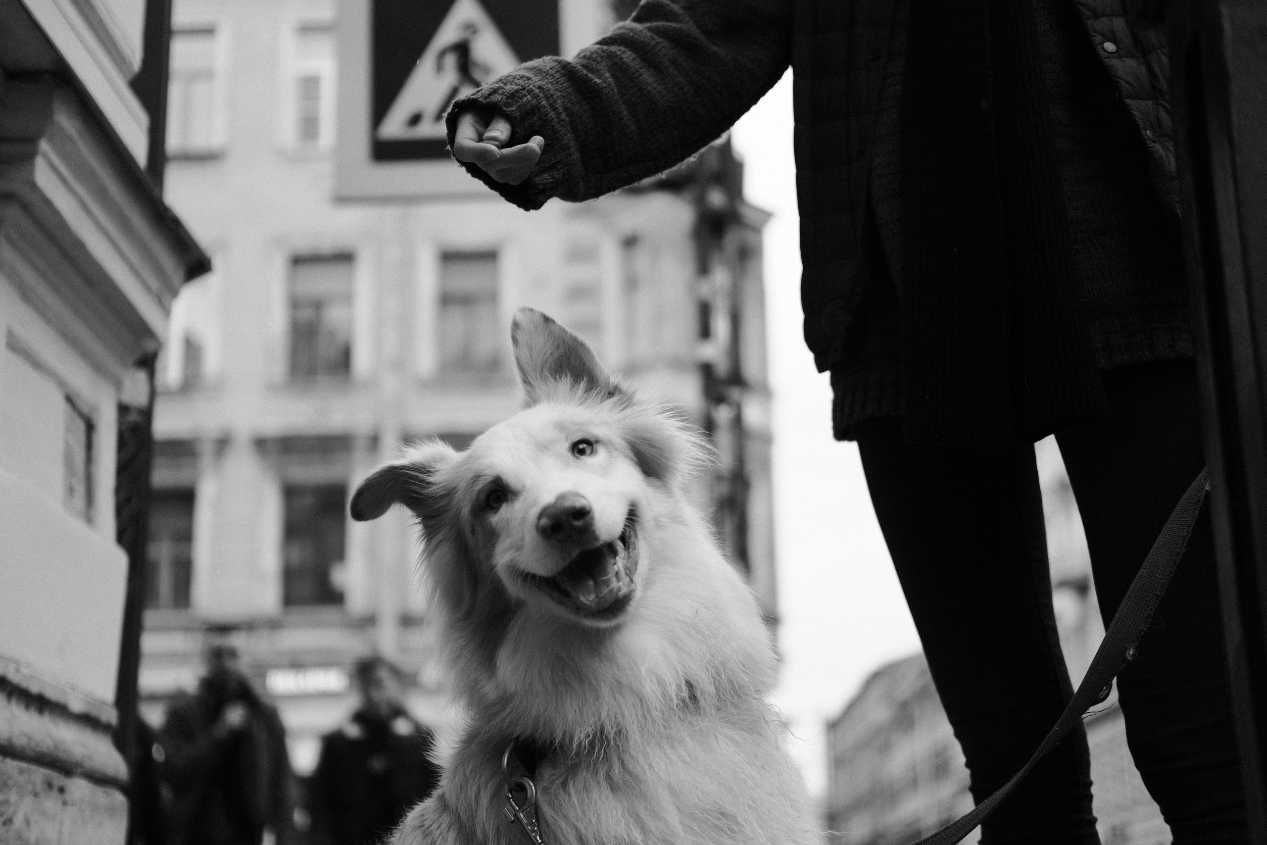 Кошки и собаки. Михаил Долганов