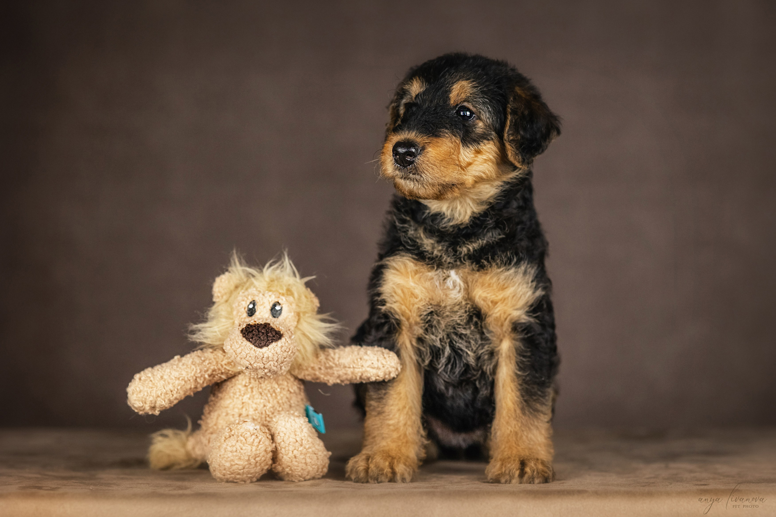 Эрдели. Фотограф анималист Аня Ливанова | Рыбинск