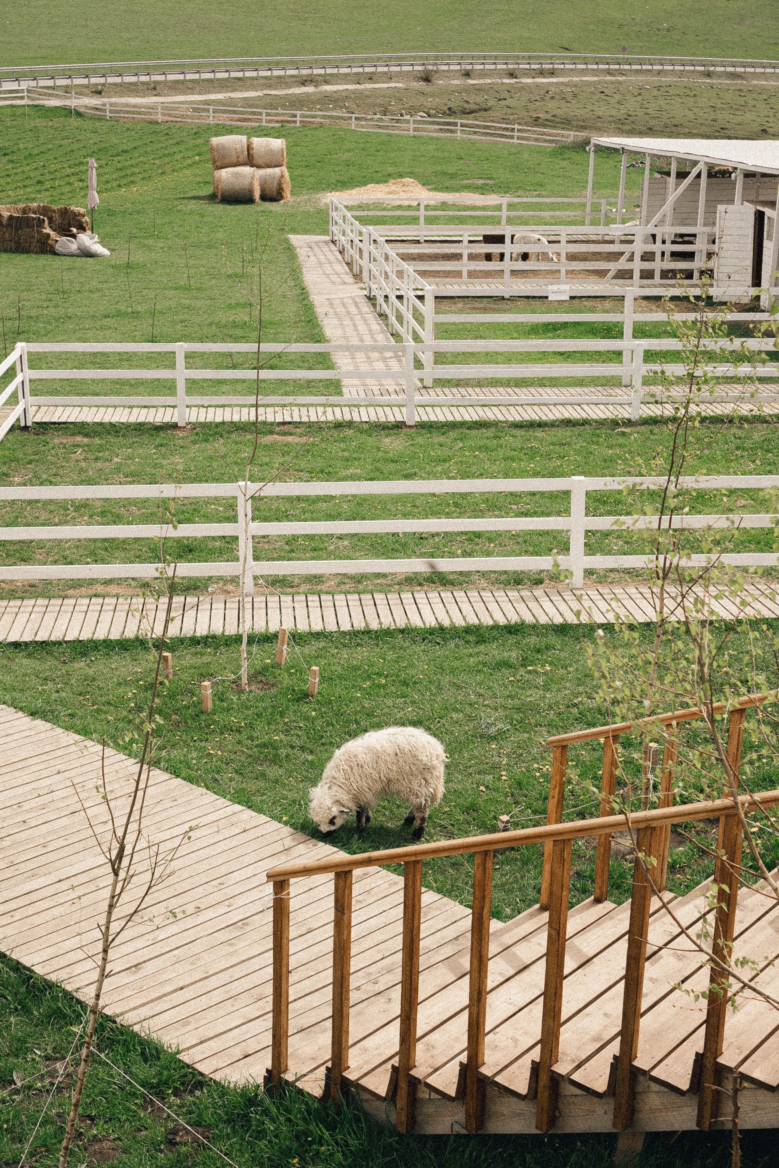 Ферма Альпак. Профессиональный фотограф, Санкт-Петербург — Виктория Богомолова