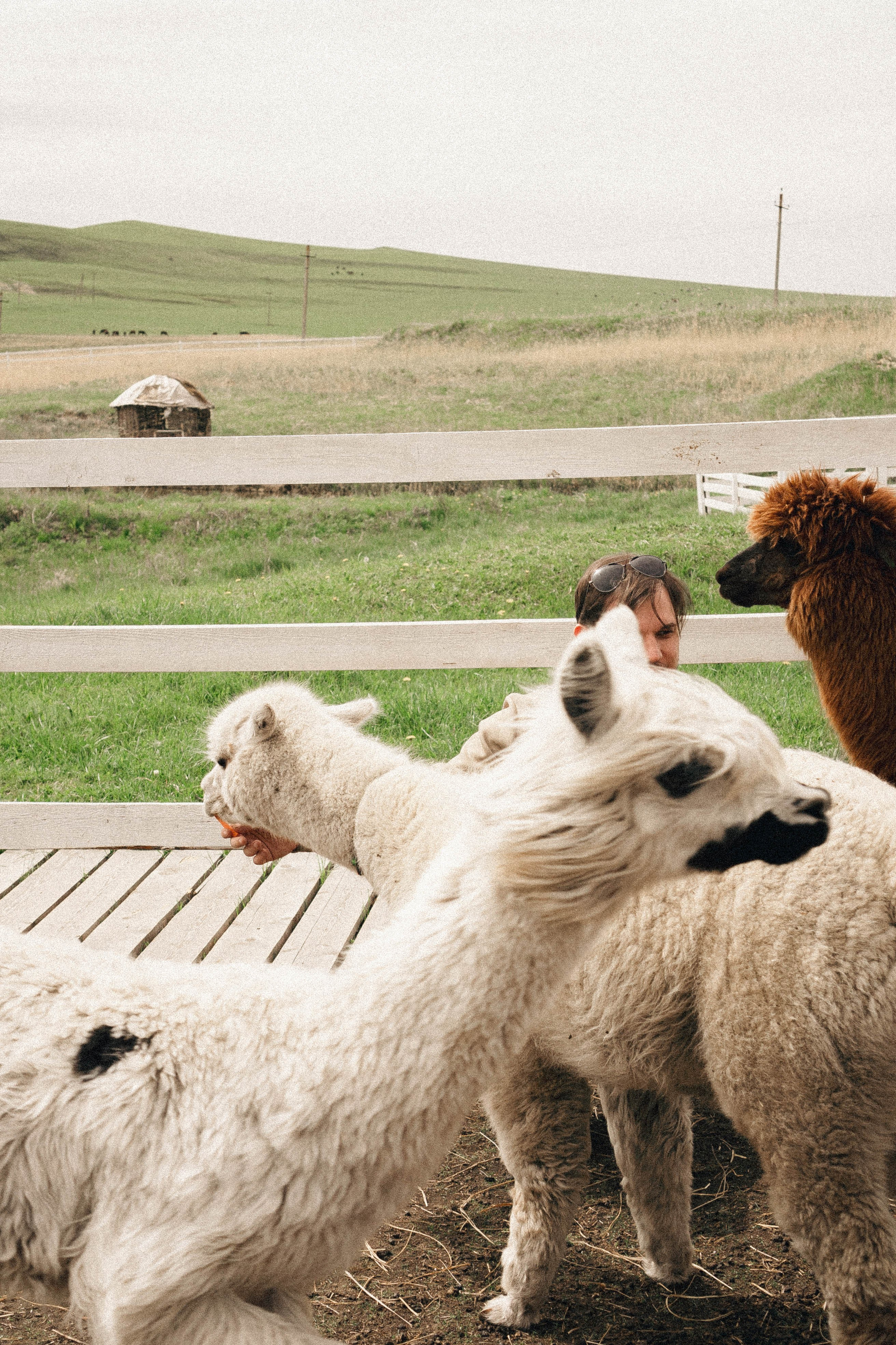 Ферма Альпак. Профессиональный фотограф, Санкт-Петербург — Виктория Богомолова