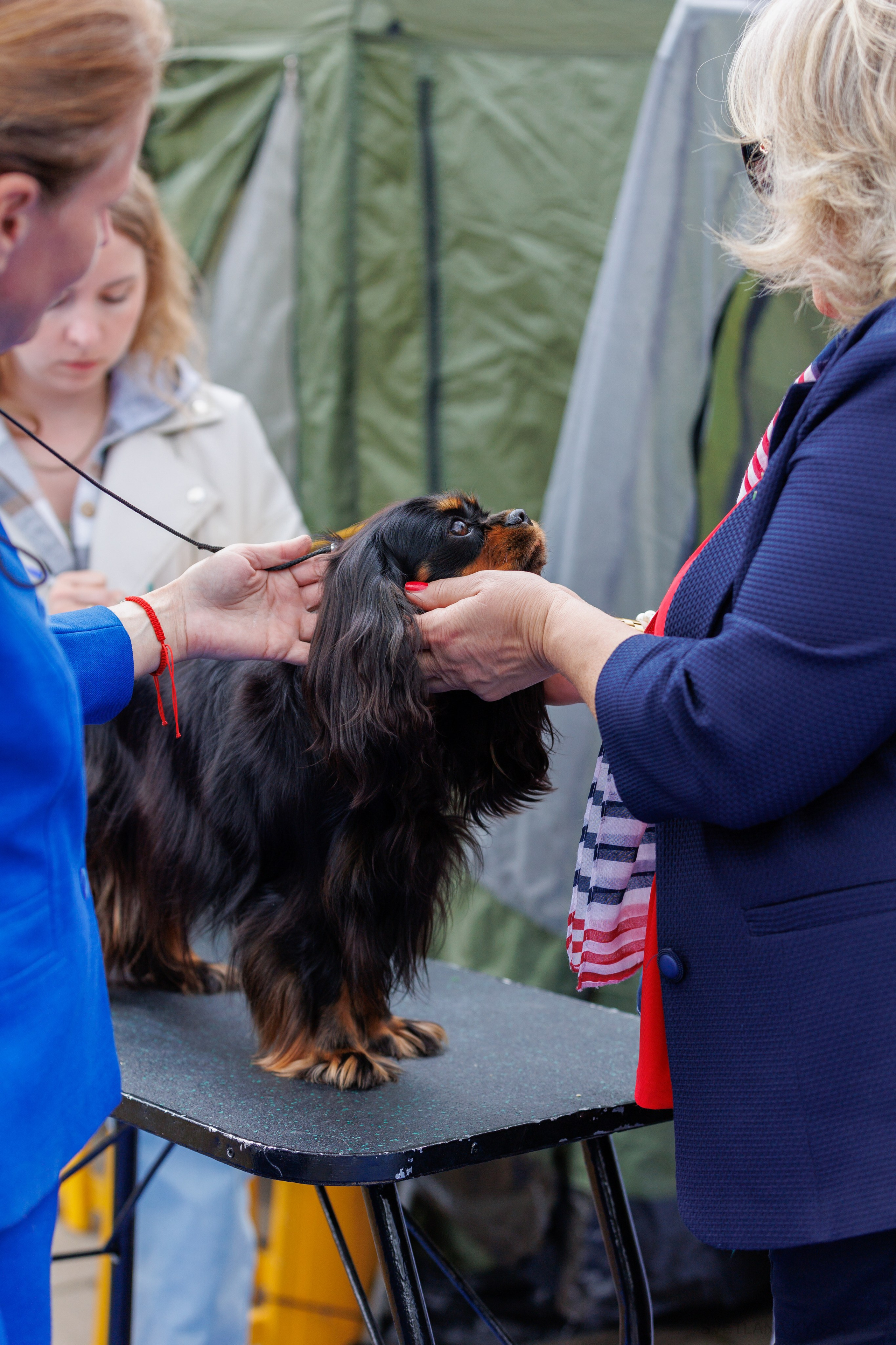 Фото с выставки собак. Фотограф — анималист Светлана Кысса|фотограф собак в Краснодаре и Нижнем Новгороде