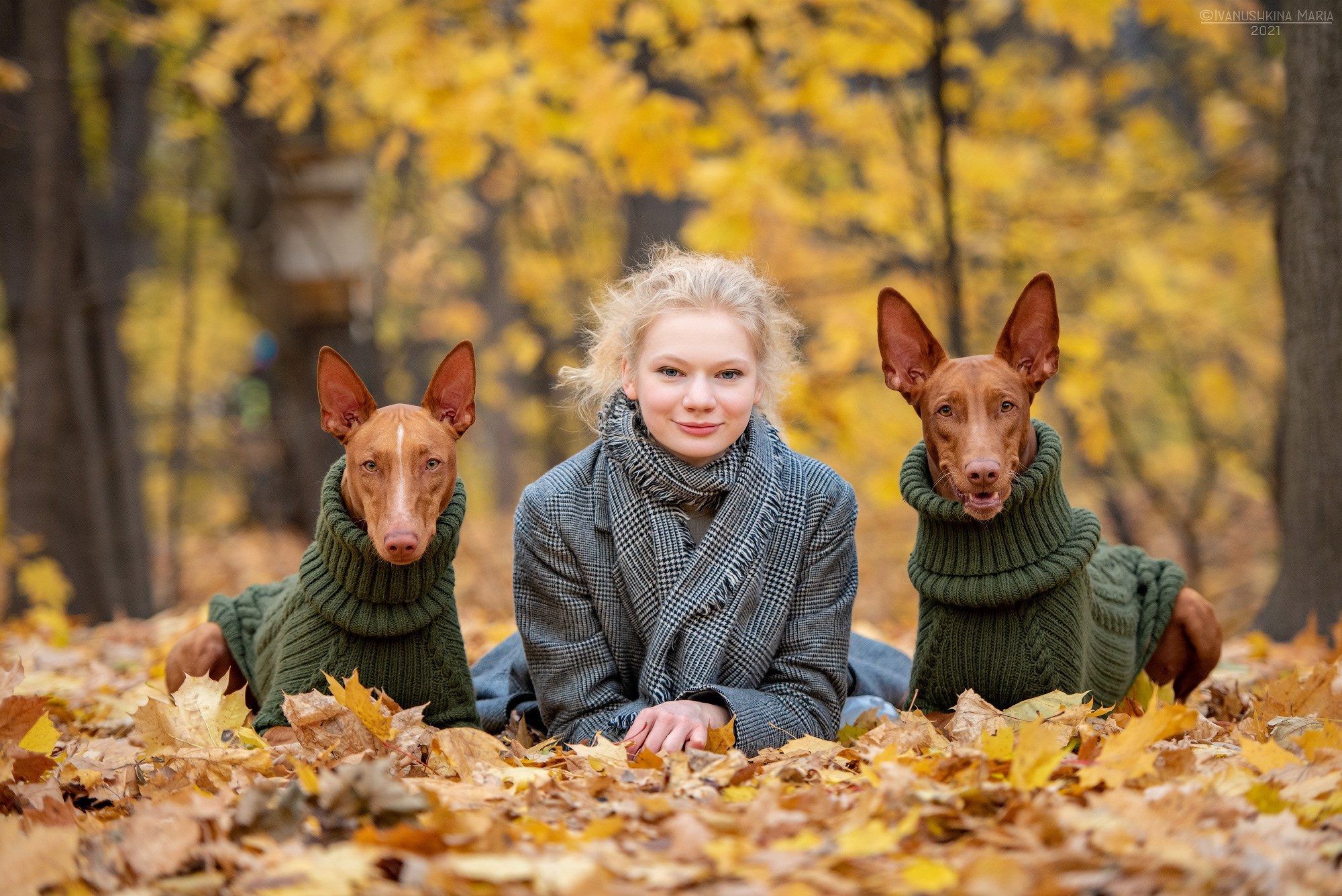 фараонова собака