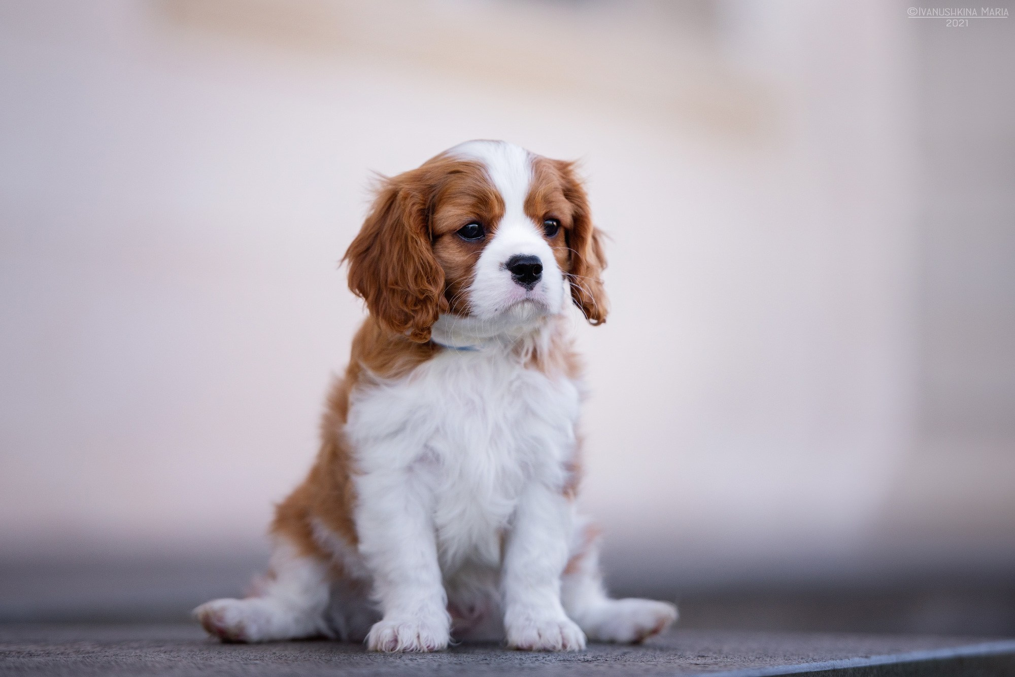 Фотосессия щенков на продажу. Фотограф собак в Москве и Московской области Иванушкина Мария