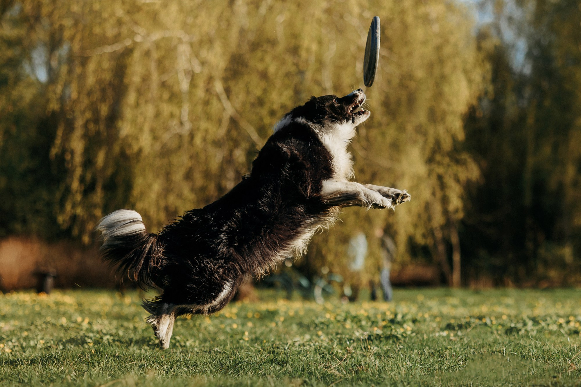 Аня и Иден. Фотограф-анималист Елена Радченко, Москва