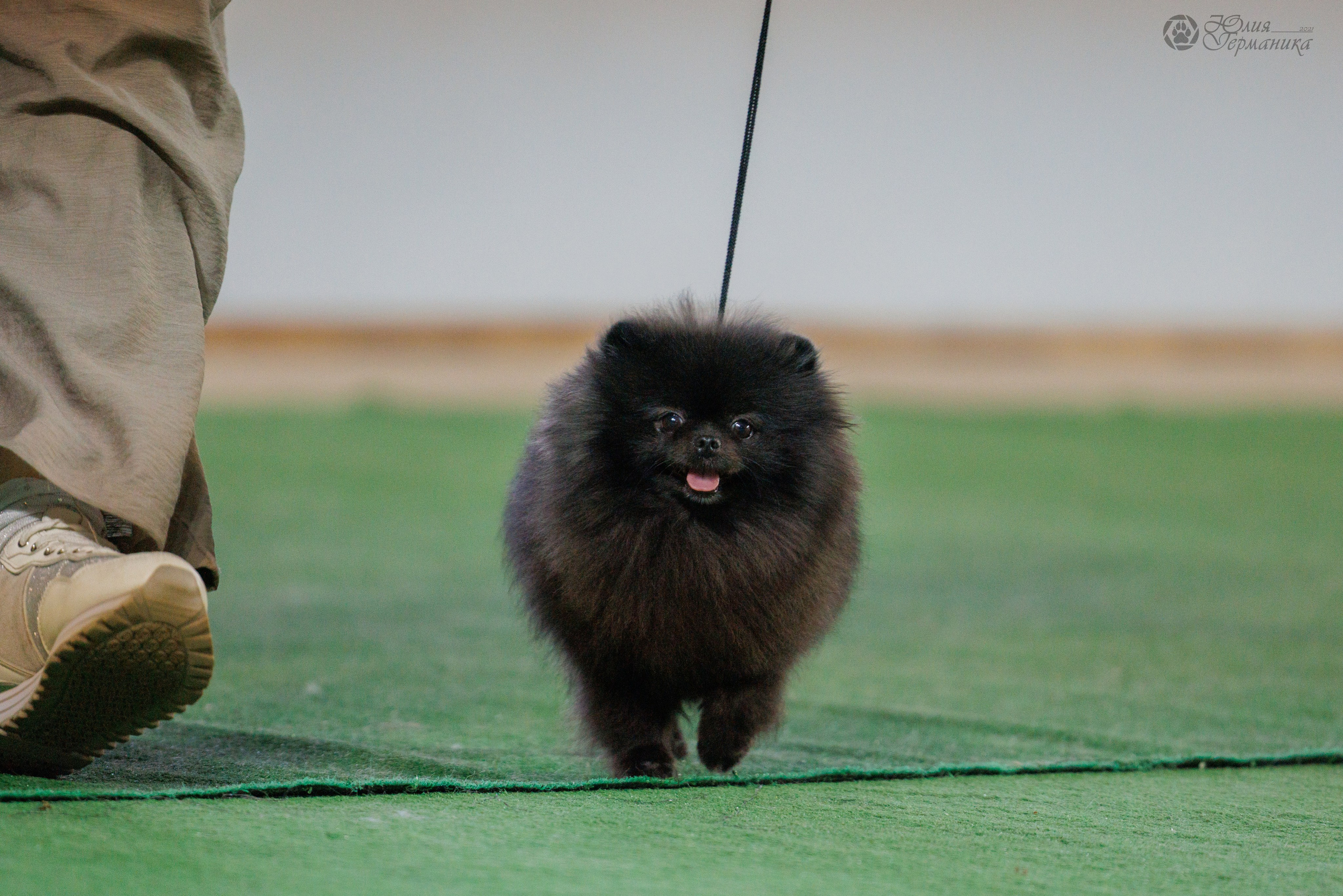 Грузия,Телави 2хCACIB 19-20.10.2024. Фотограф-анималист Юлия Германика