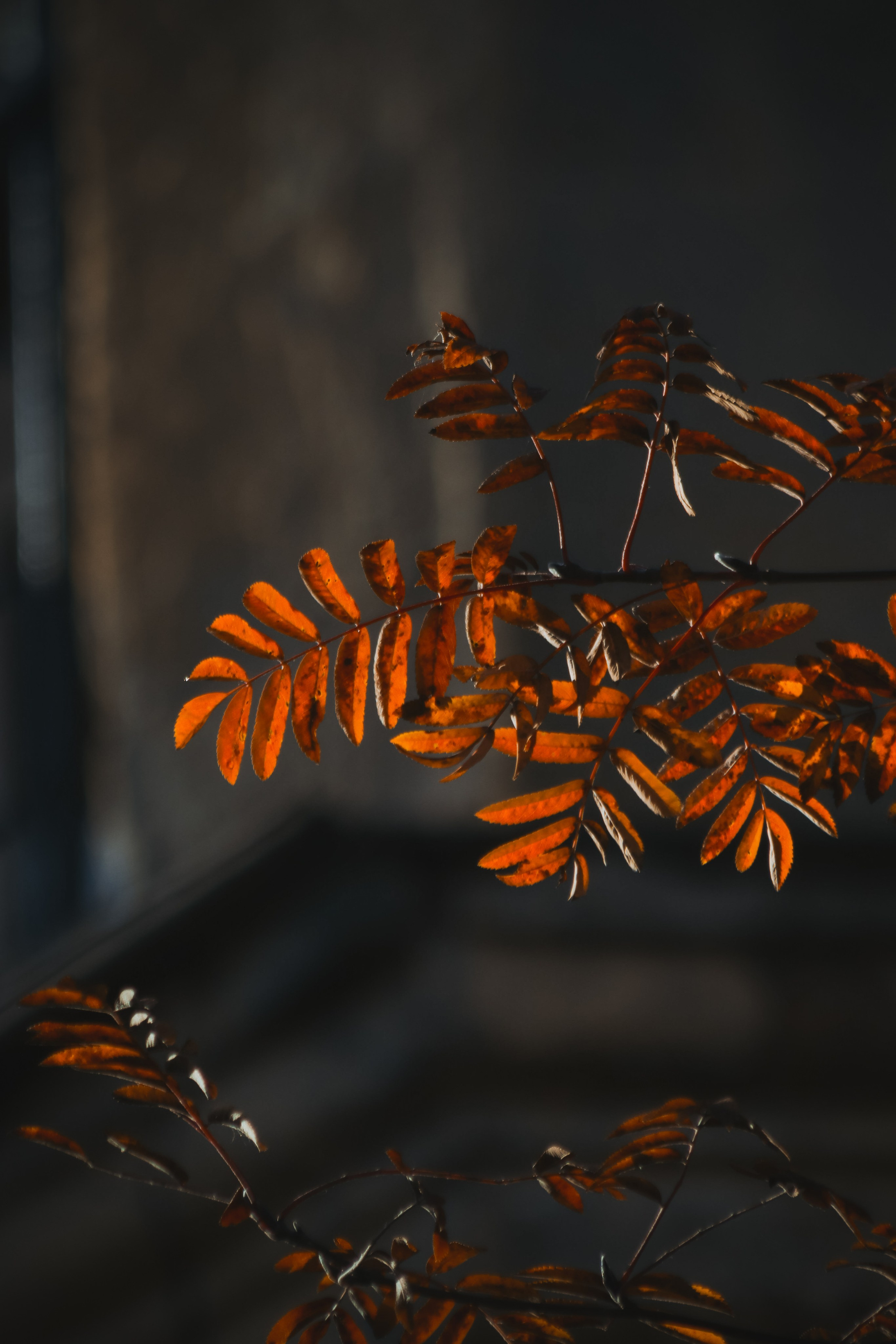 Ж Е Л Т Ы Й. — Digital Noise —