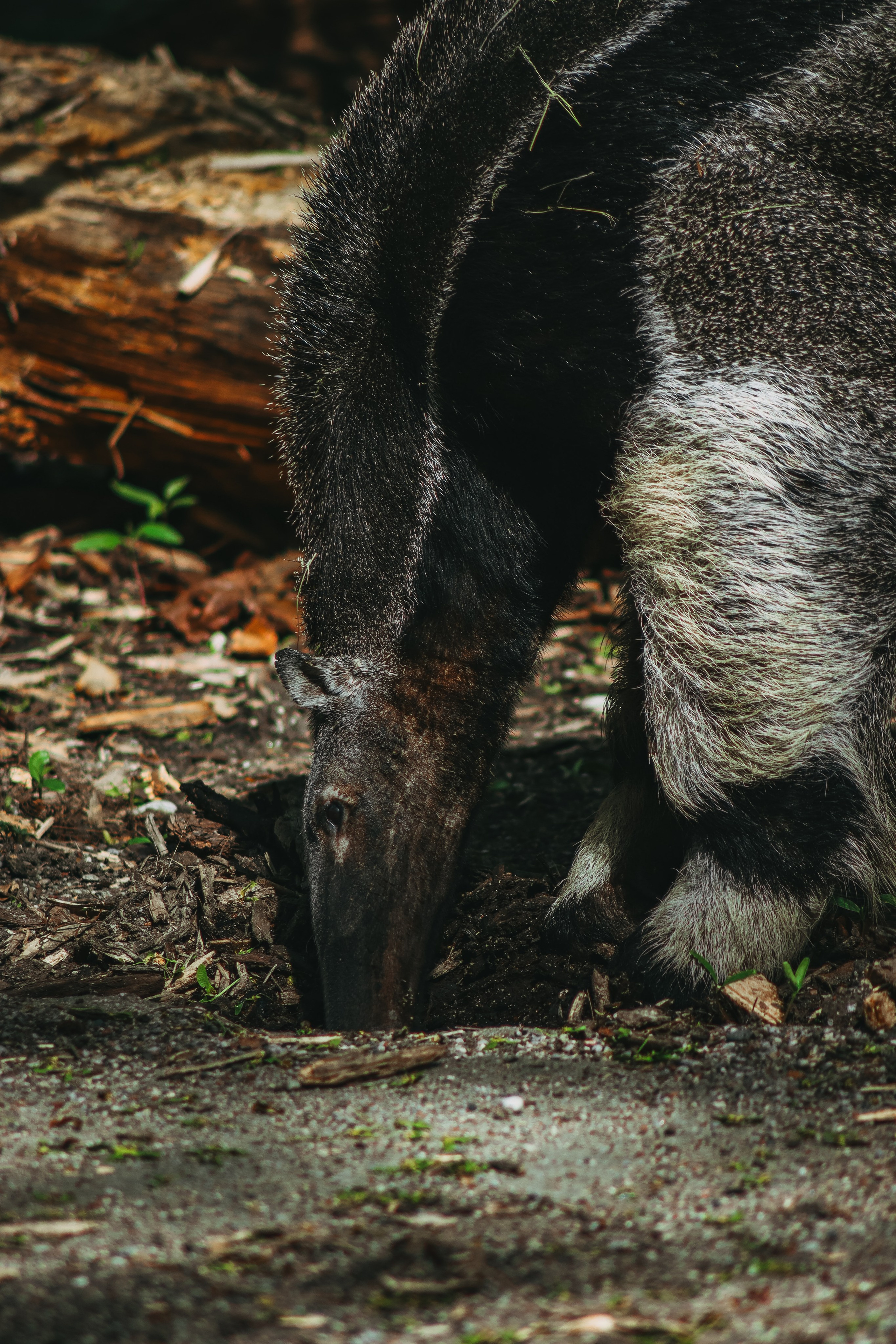 Р А З Н А Я — Ж И В Н О С Т Ь. — Digital Noise —