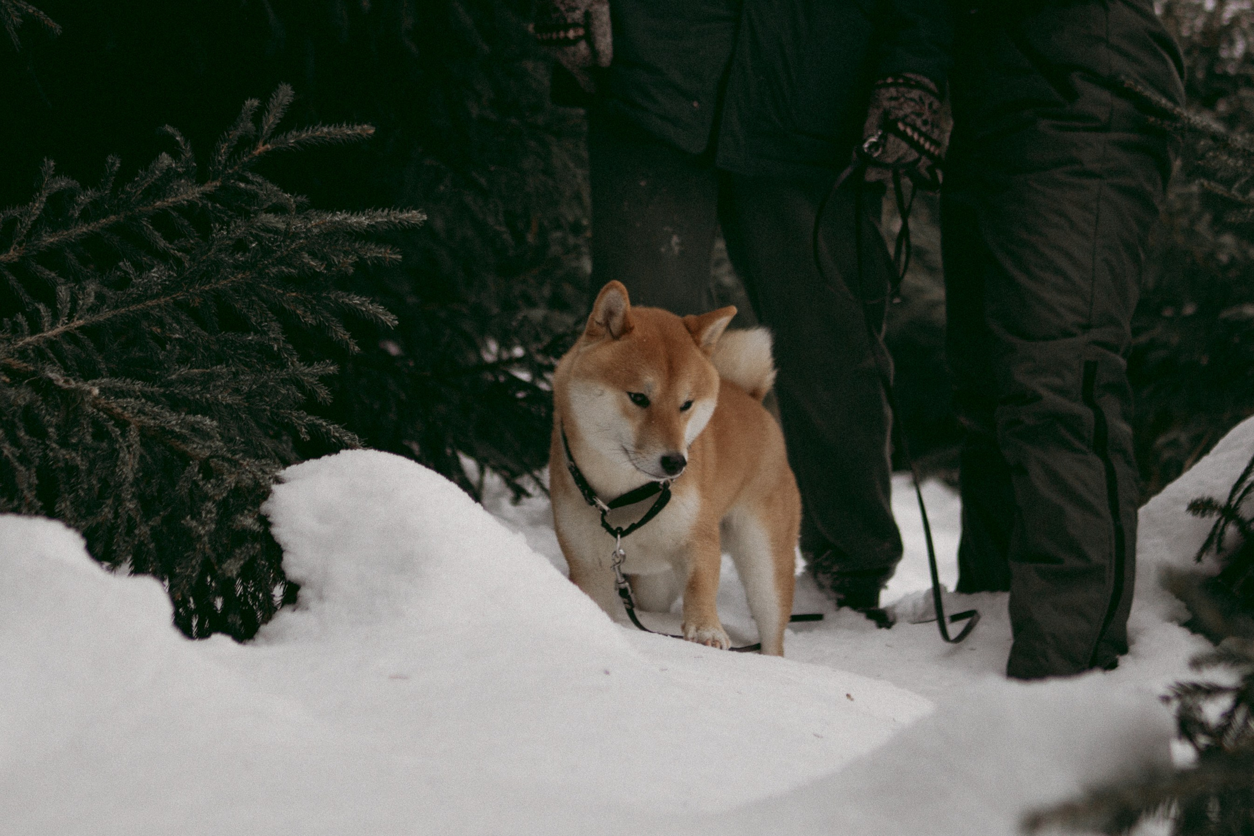 Katya, Dima, Rokki. Portrait, family and pet photographer in Cyprus, Ksenia Bourdelle