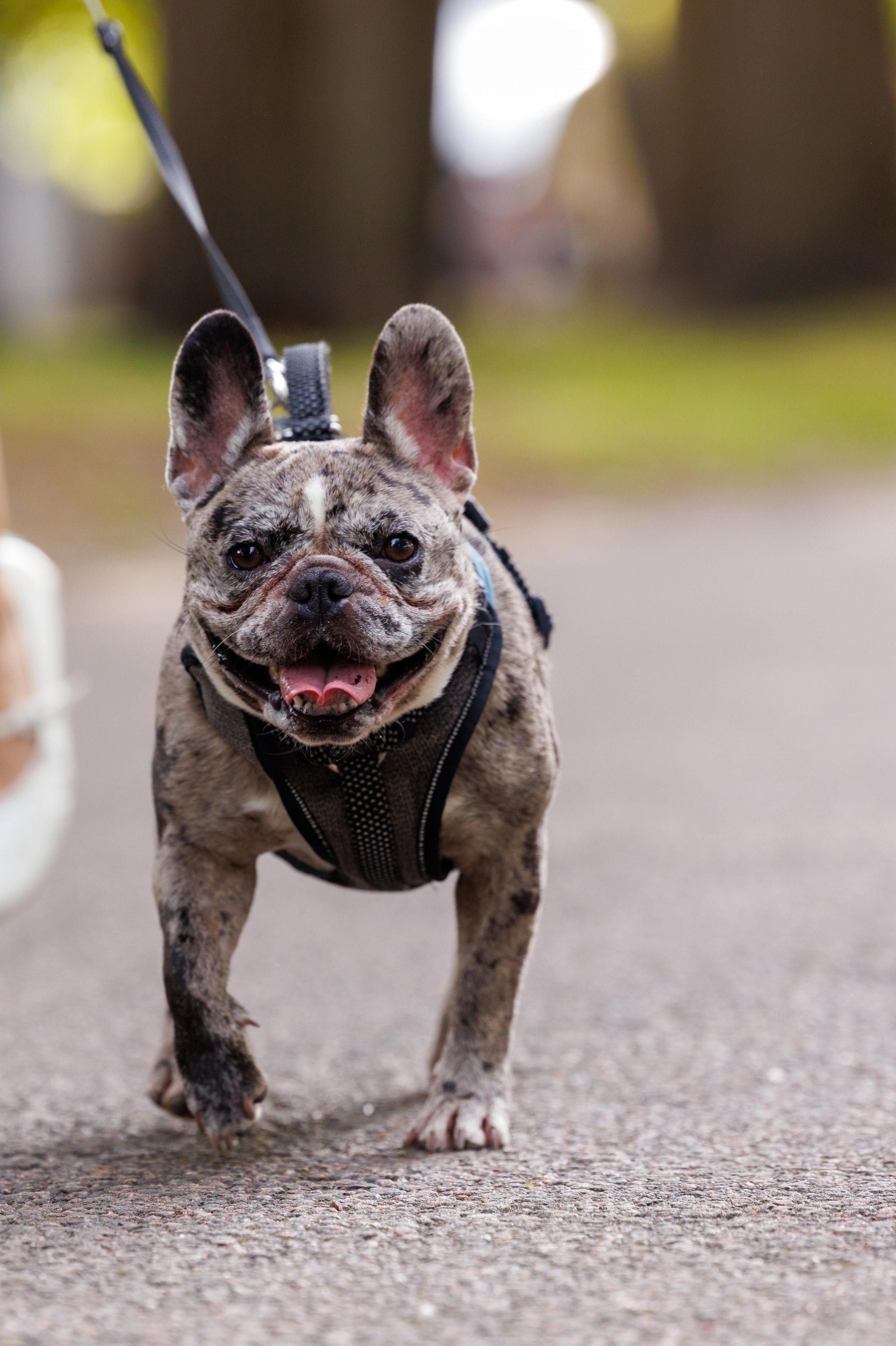 PetShopDays2026. Фотограф Александр Заломаев