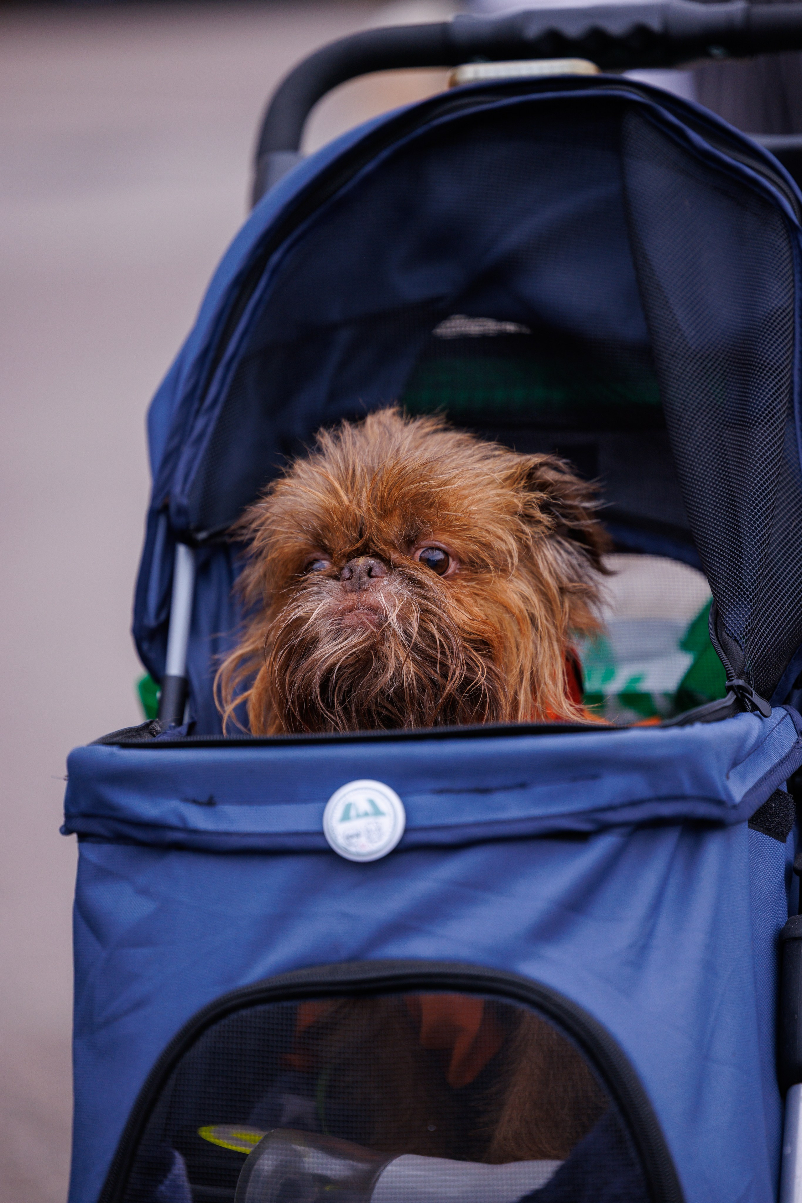 PetShopDays2026. Фотограф Александр Заломаев