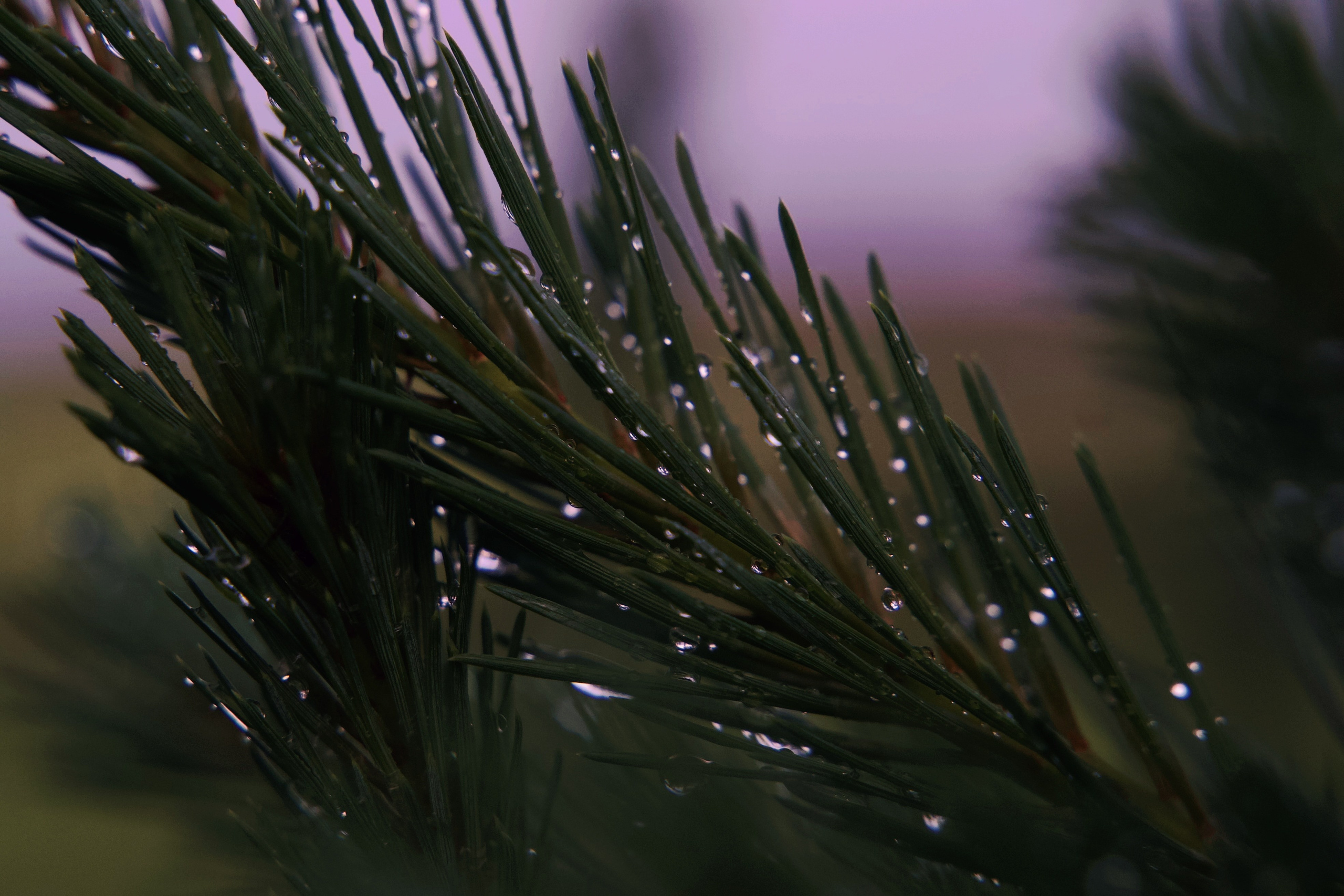 ПРИРОДА. Разноплановый фотограф из Москвы/Твери