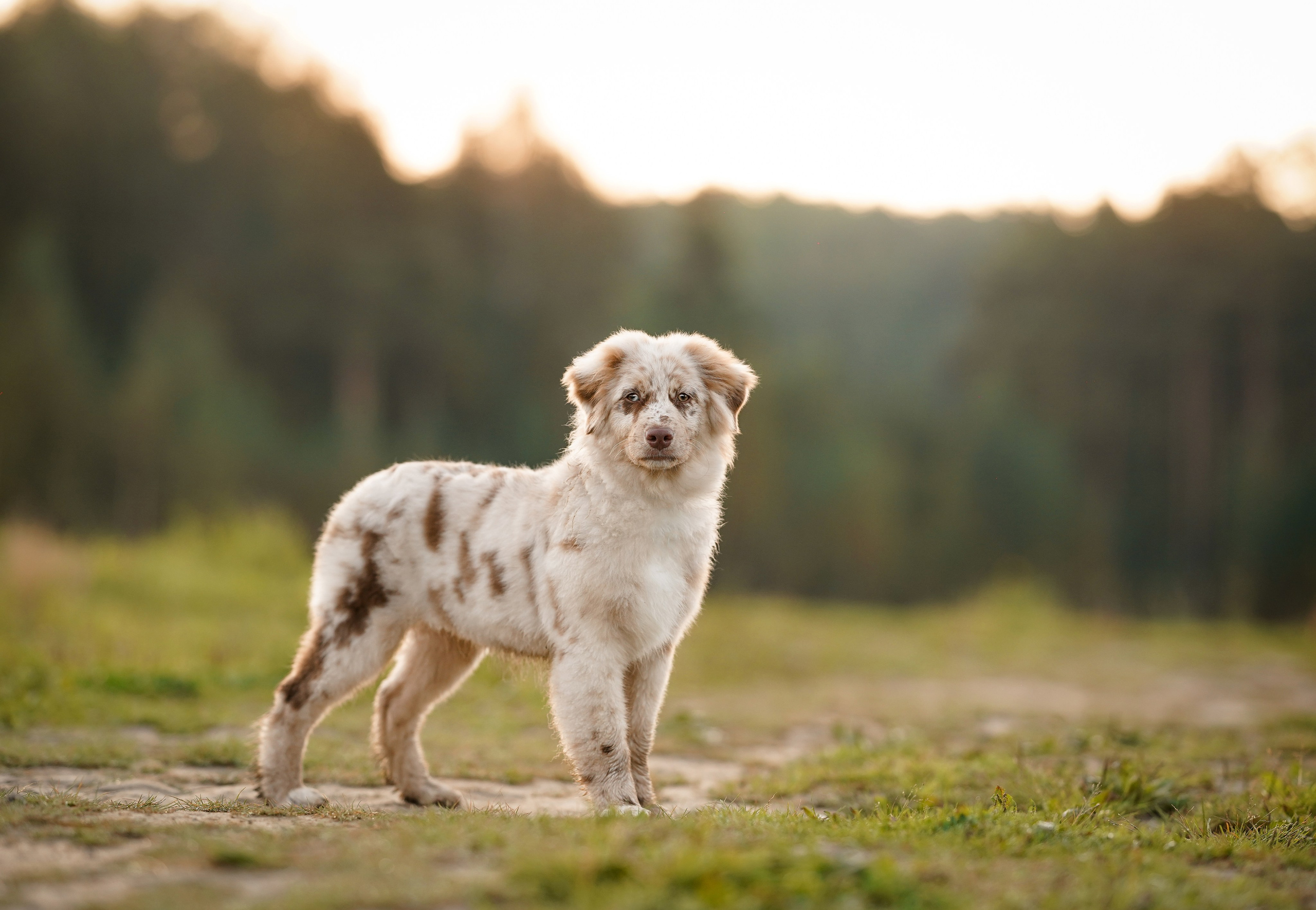 Катя Сэнди и Рокки. Фотограф-анималист в Санкт-Петербурге Яна Мартынова