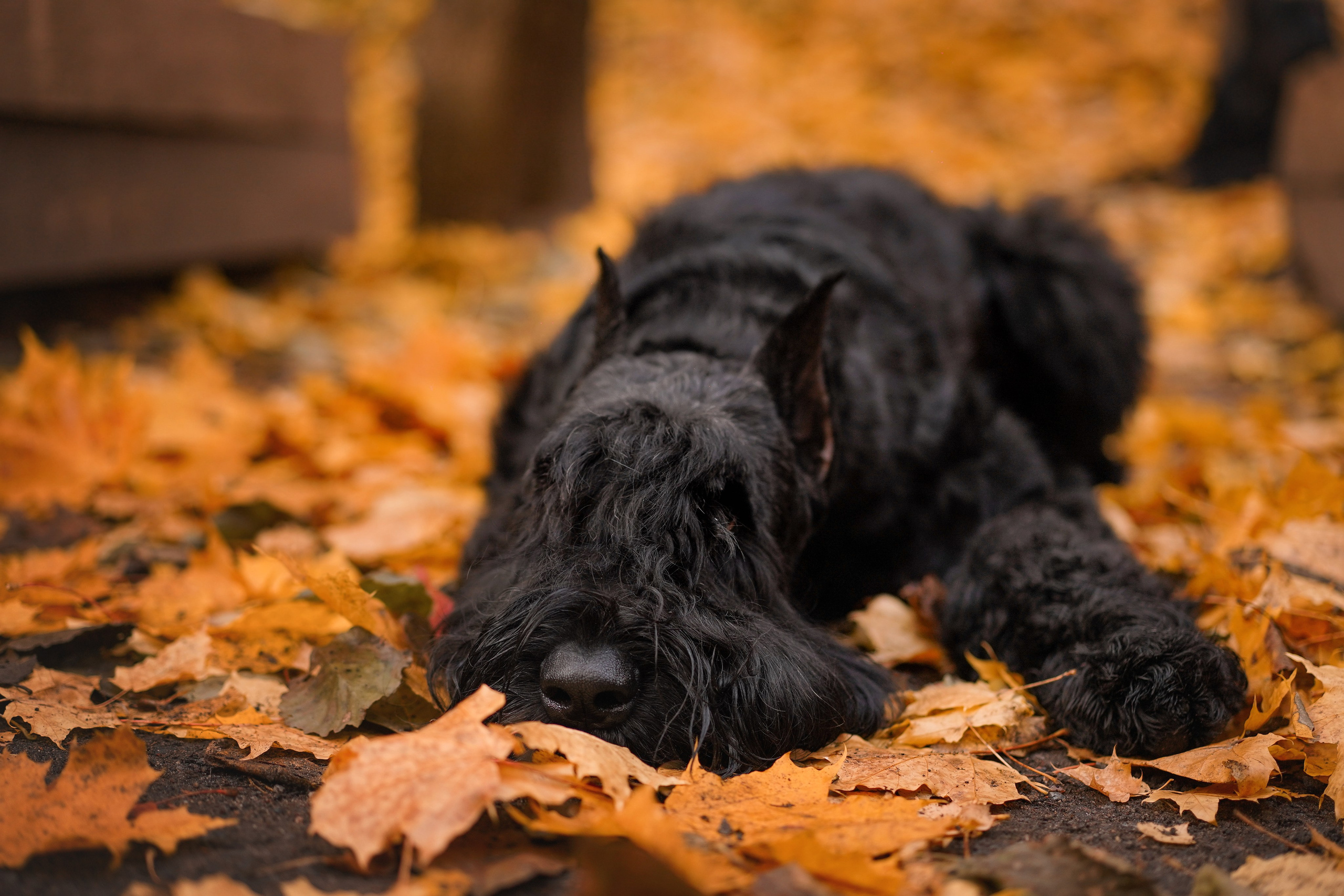 Оля Миша и шнауцеры. Фотограф-анималист в Санкт-Петербурге Яна Мартынова
