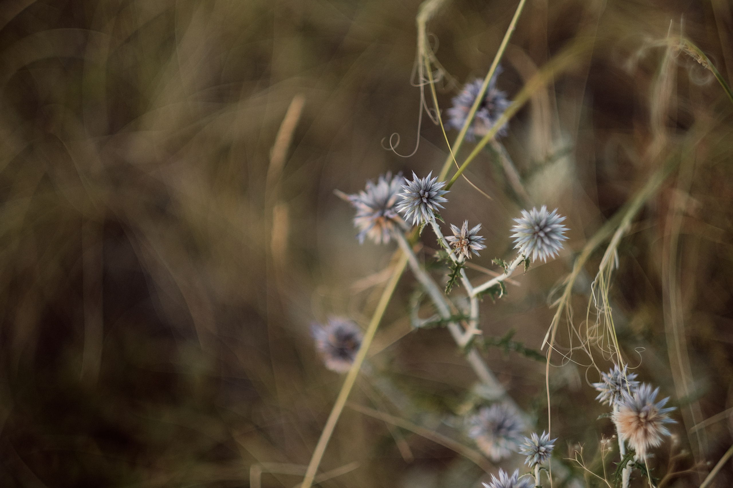 Свадьба Антон Вика. Свадебный и семейный фотограф в г. Камышин