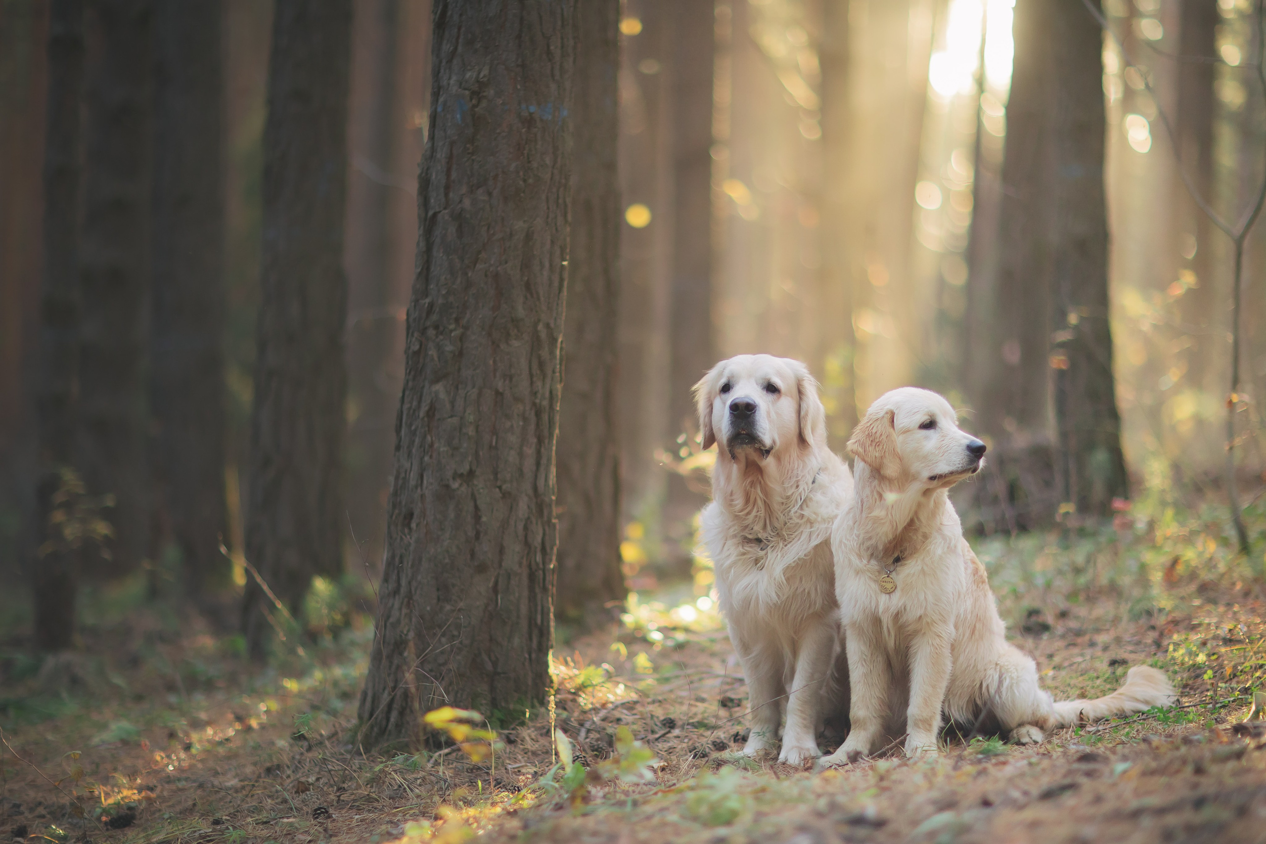 Снежик и Веста. Свадебный и женский фотограф