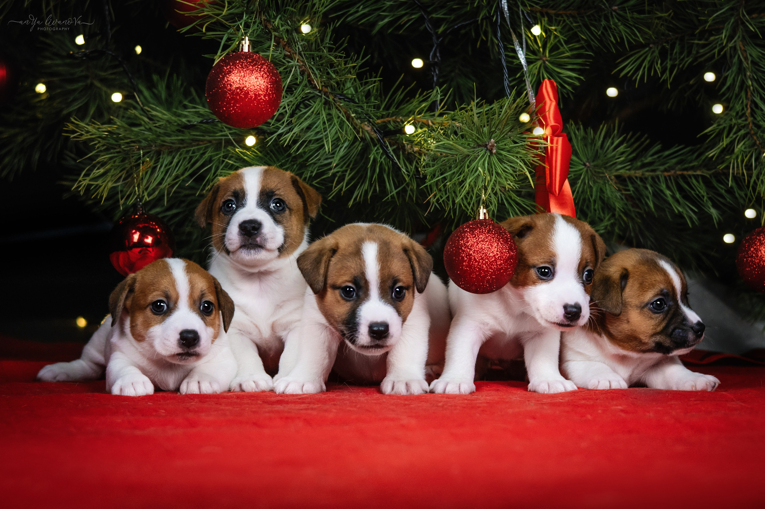 Новогодняя атмосфера в «Simply the Best». Фотограф анималист Аня Ливанова | Рыбинск