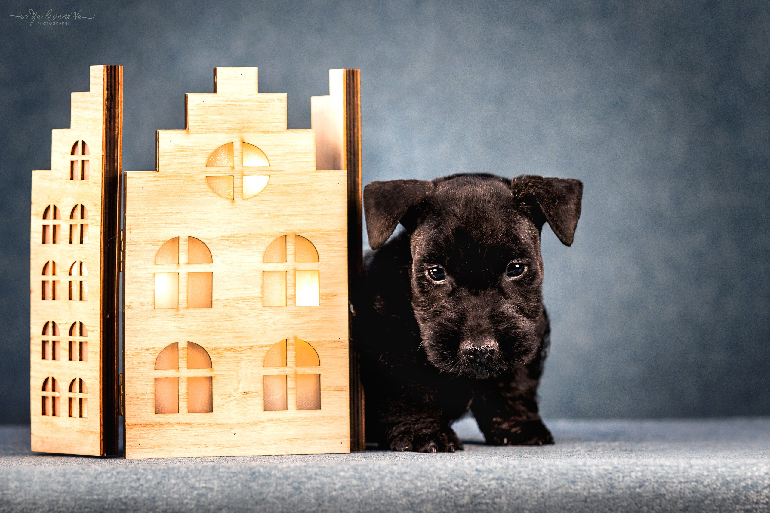 Скотти. Фотограф анималист Аня Ливанова | Рыбинск