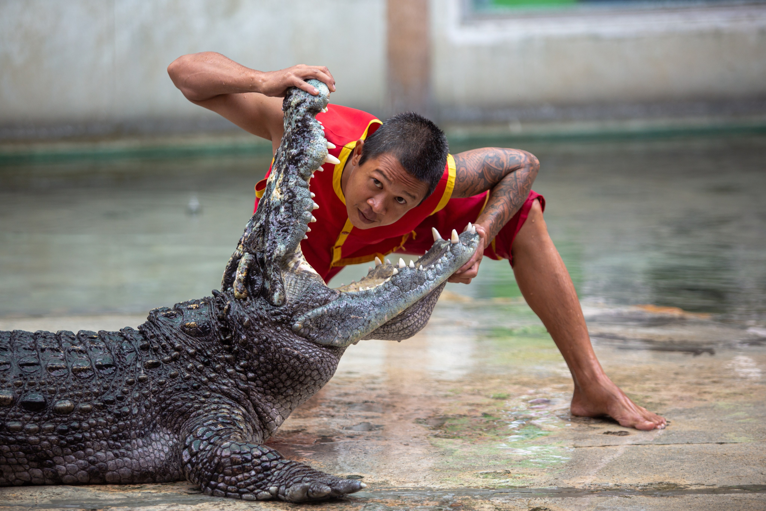 Samut Prakan Crocodile Farm & Zoo. Photographer Sonkina Tatiana (Tanya Ash)