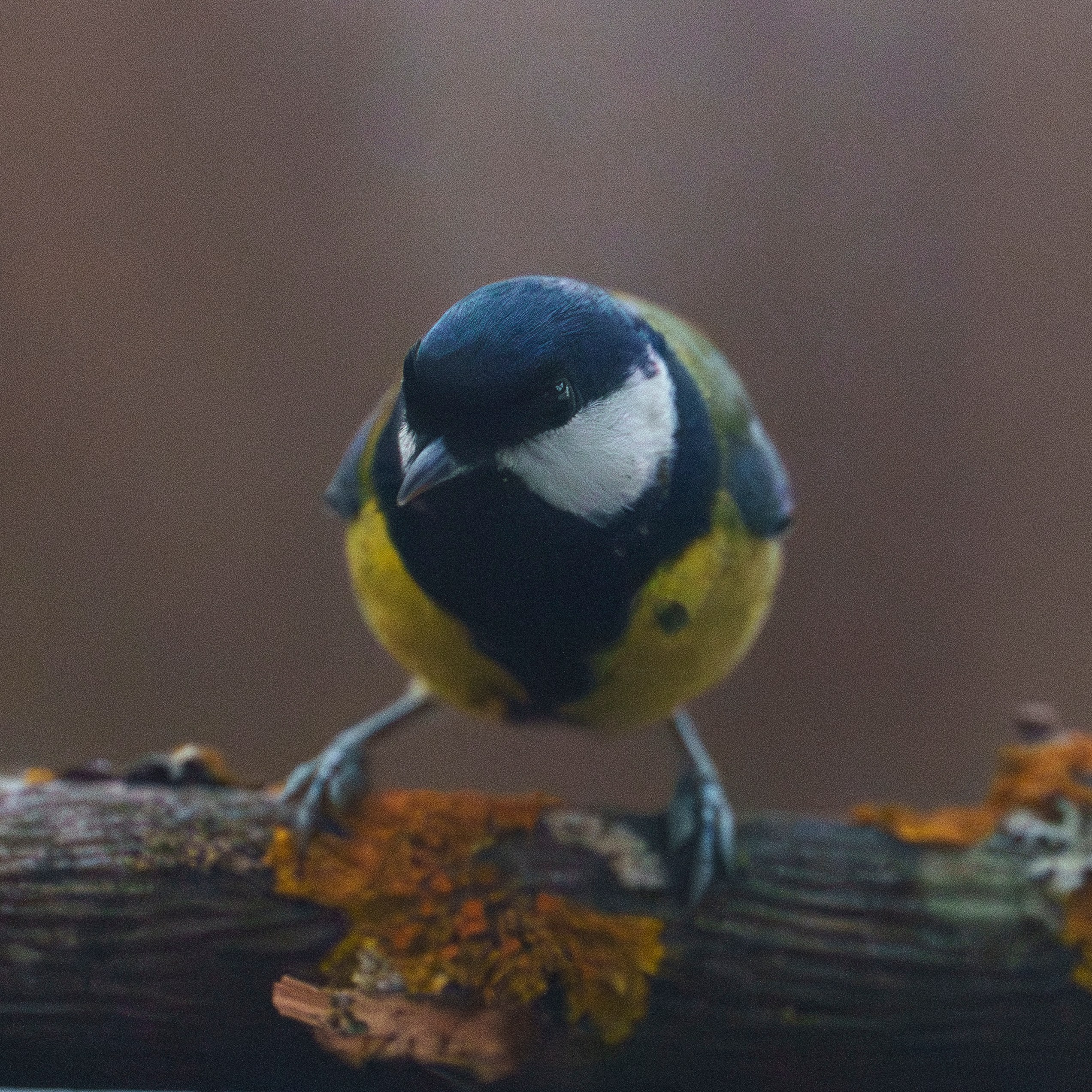 Animals — Животные