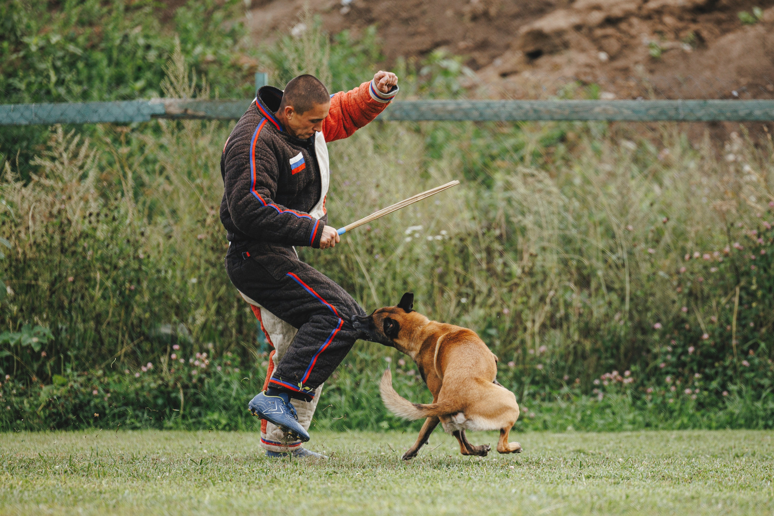 08.08.25-10.08.25 ЧР по мондьорингу г. Вологда. Фотограф-анималист Анна Маринич
