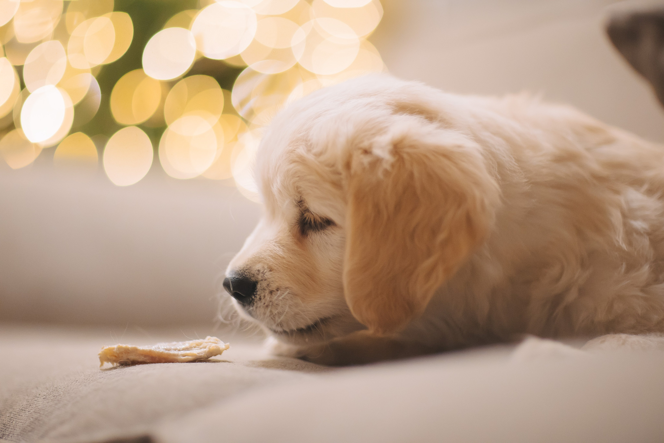 Снежик и Веста, НГ. Свадебный и женский фотограф