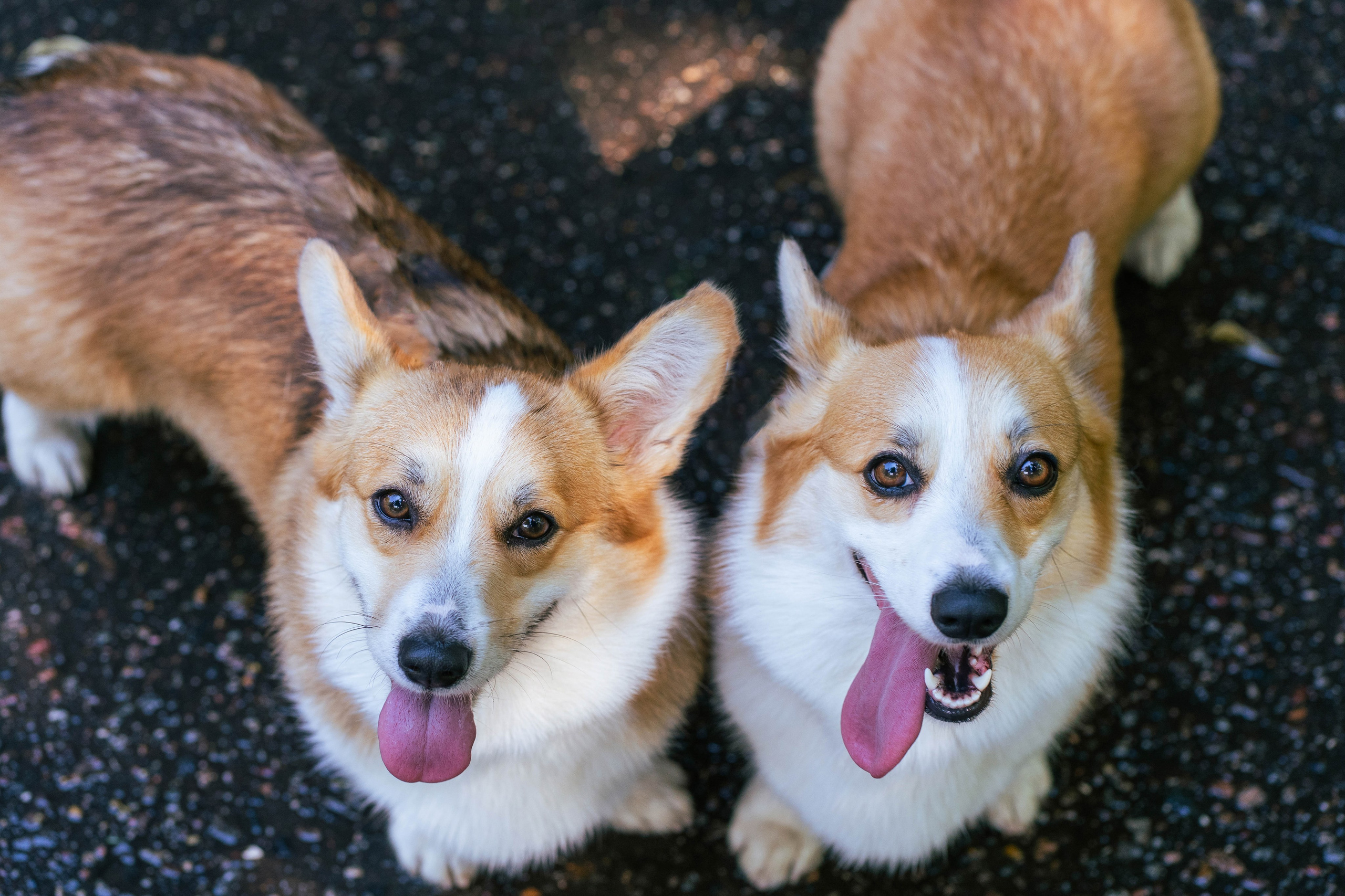 Ольга и коржики. Свадебный фотограф в Москве Анна Полушина
