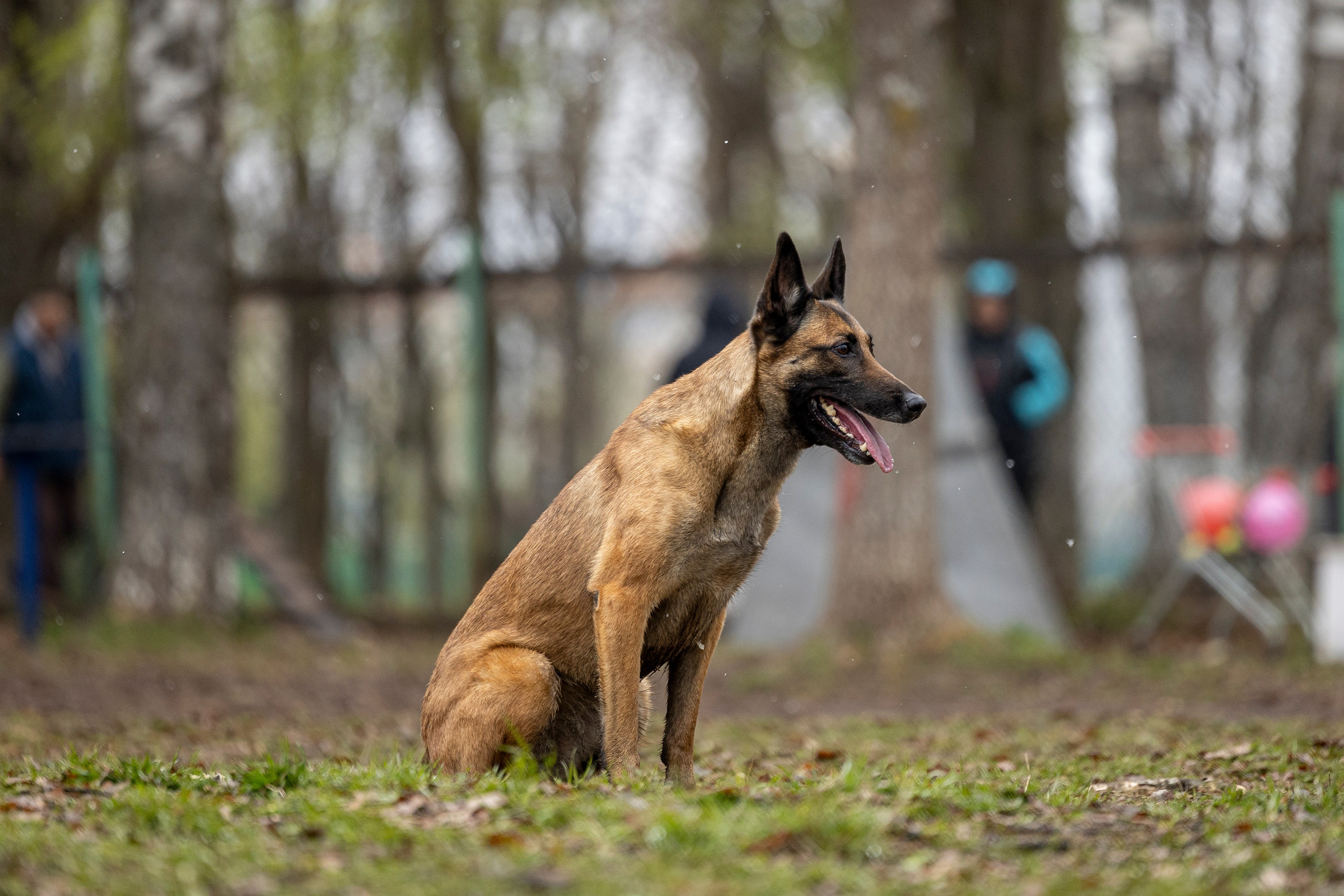 Квалификационные состязания по мондьорингу г. Вологда 11.05.24. Фотограф-анималист Анна Маринич