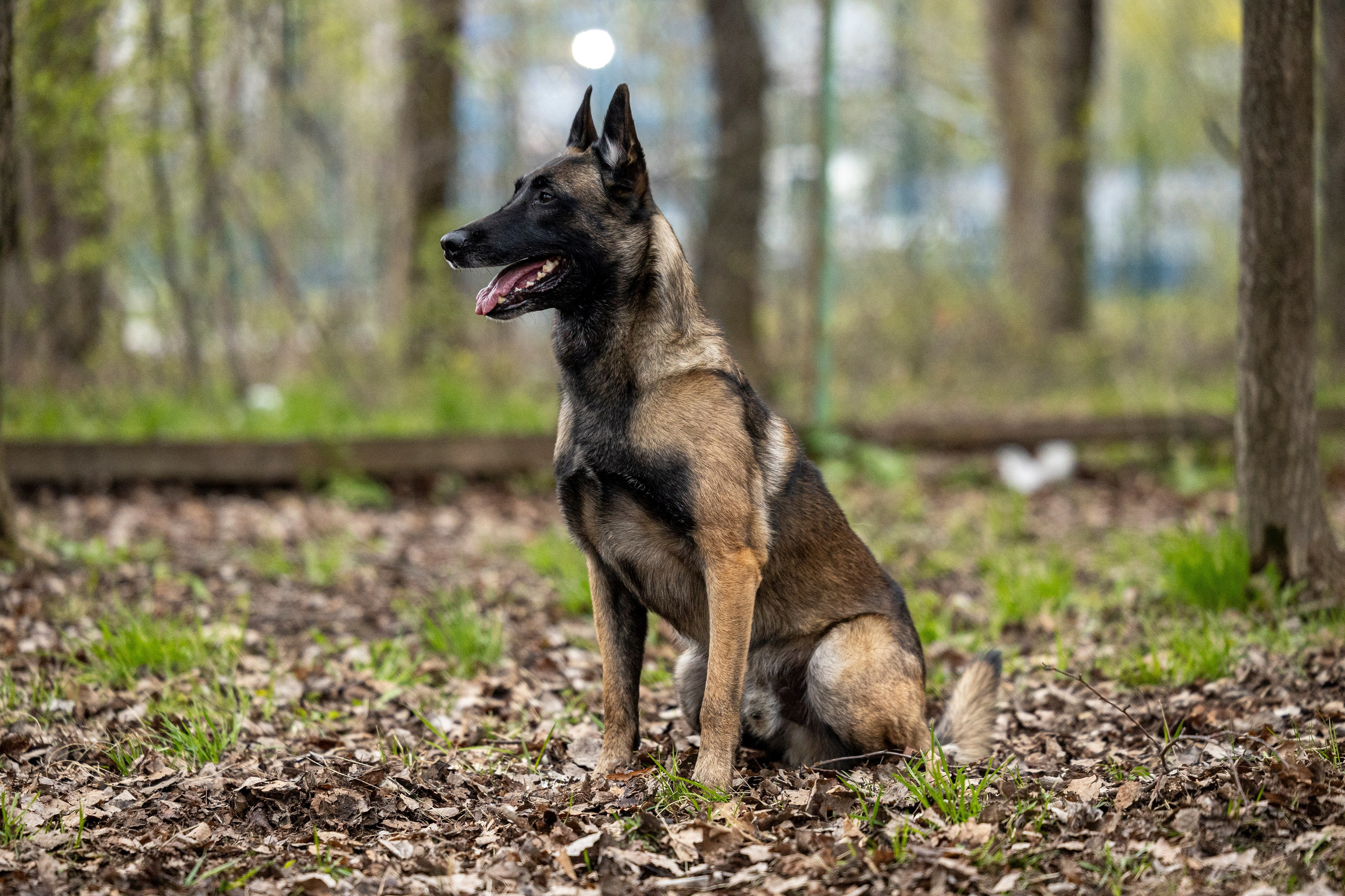 Квалификационные состязания по мондьорингу г. Вологда 11.05.24. Фотограф-анималист Анна Маринич