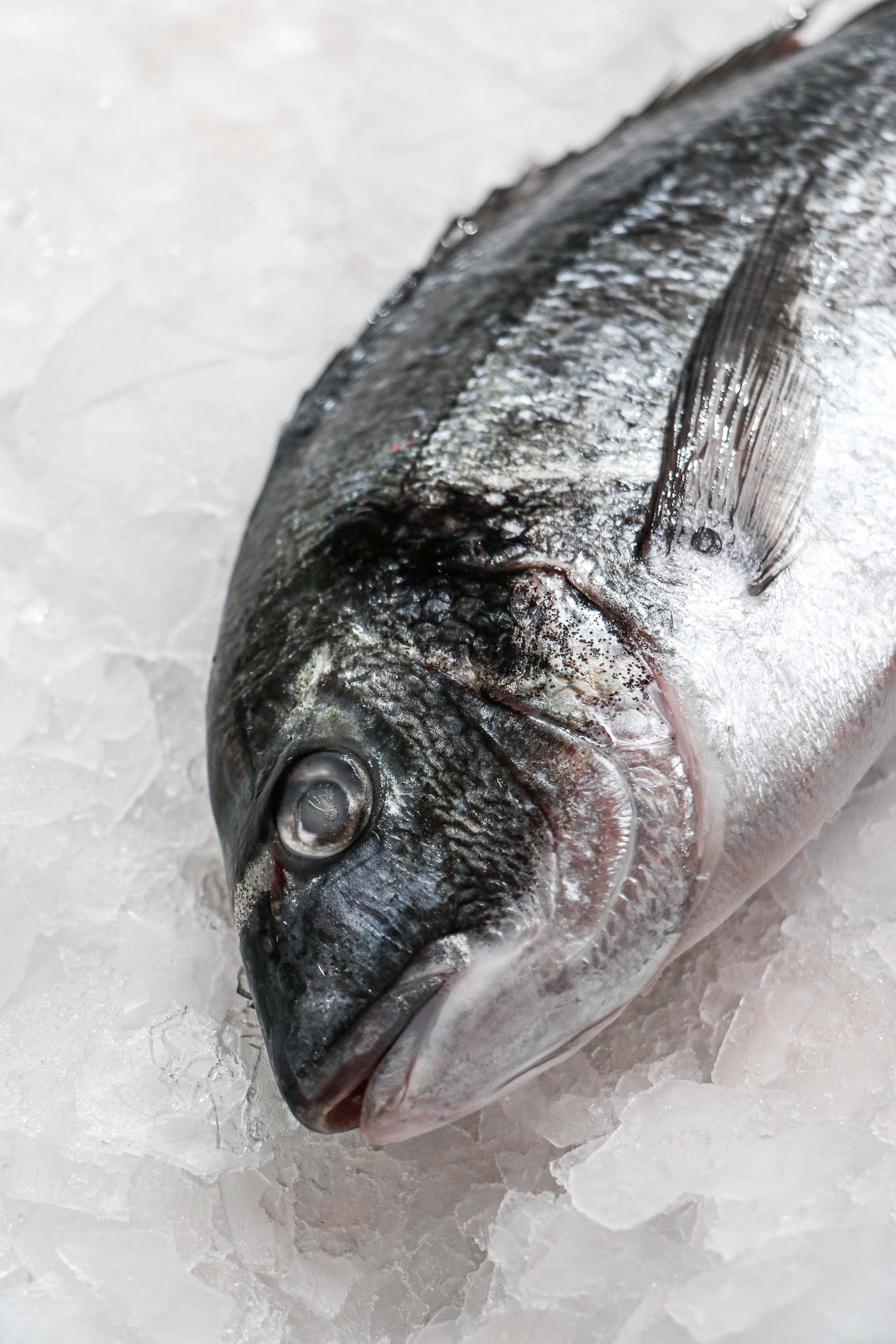 «Рыбный День» сеть магазинов. Контент фотограф Дмитрий Борисов