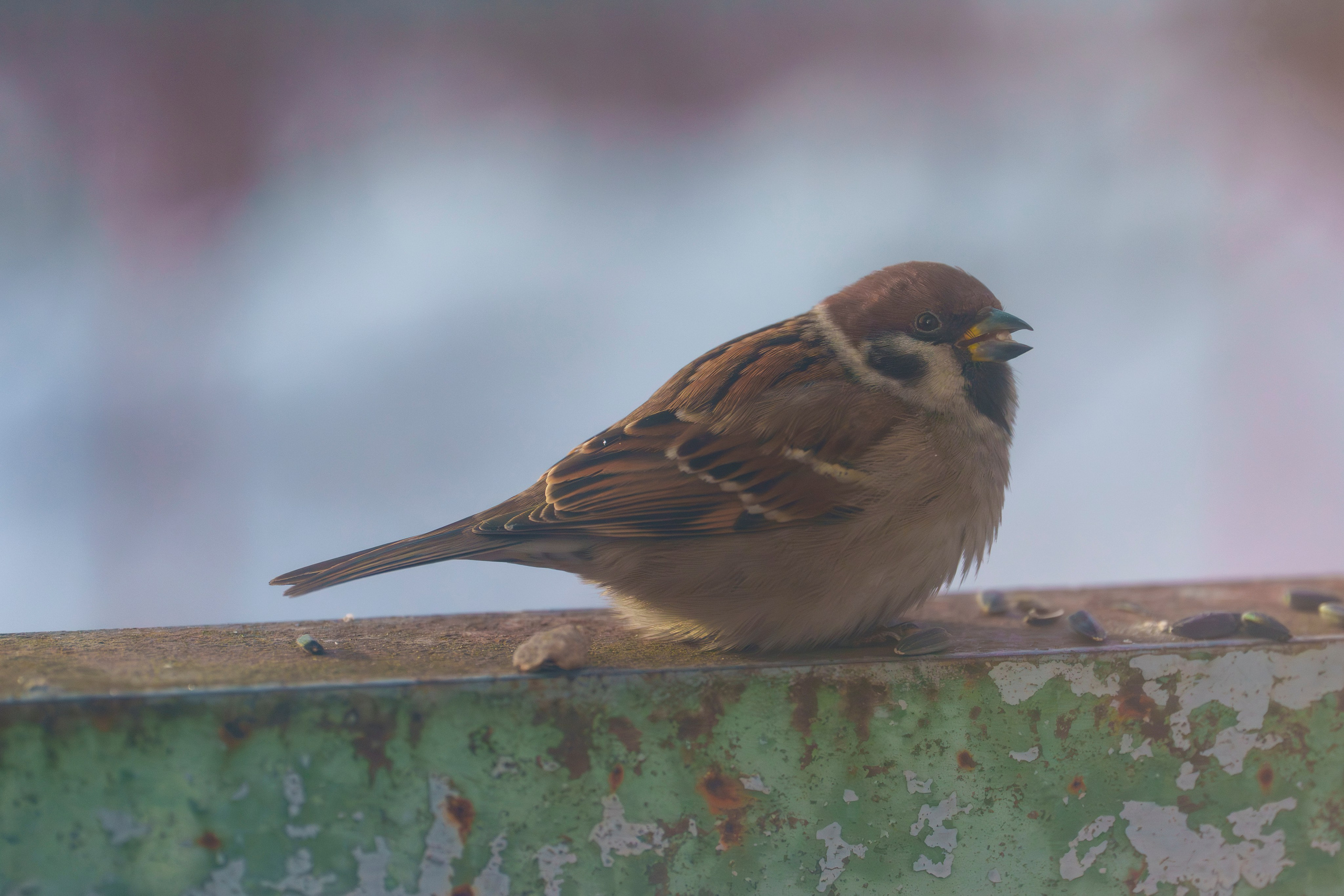 Animals — Животные