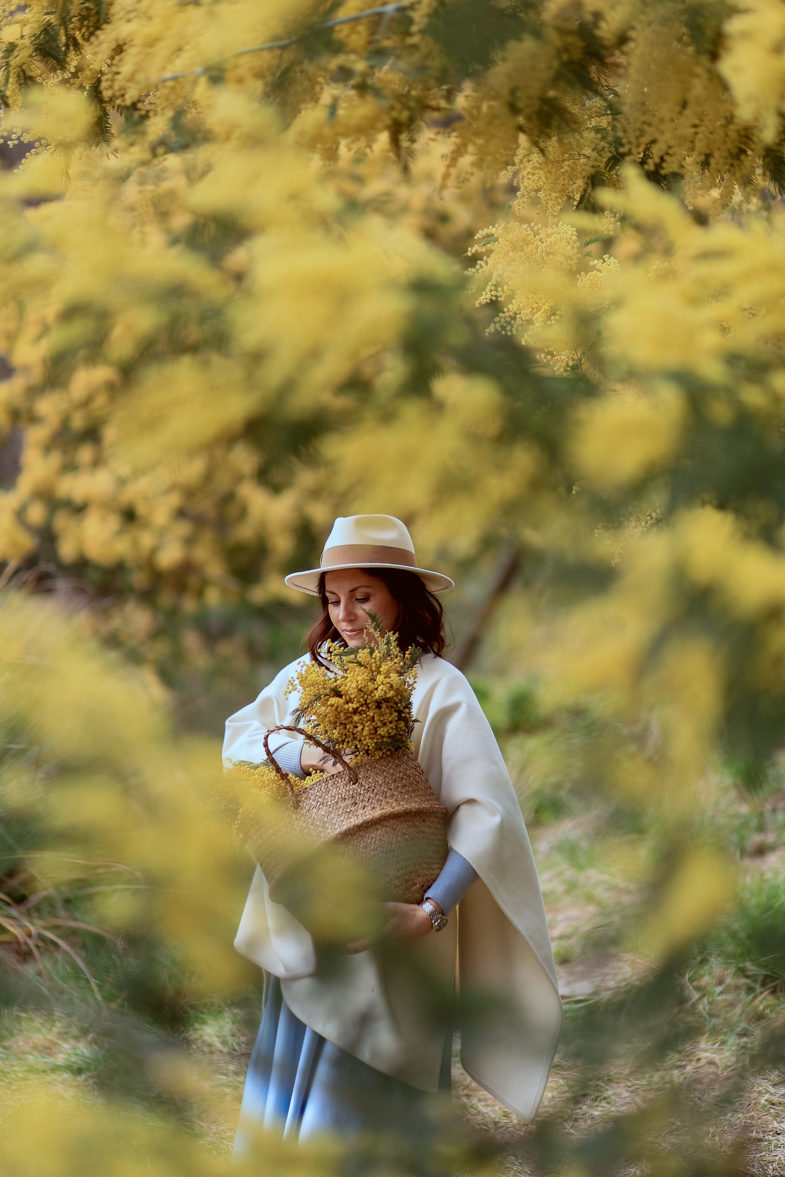 Мимоза. Фотограф в городе Сочи