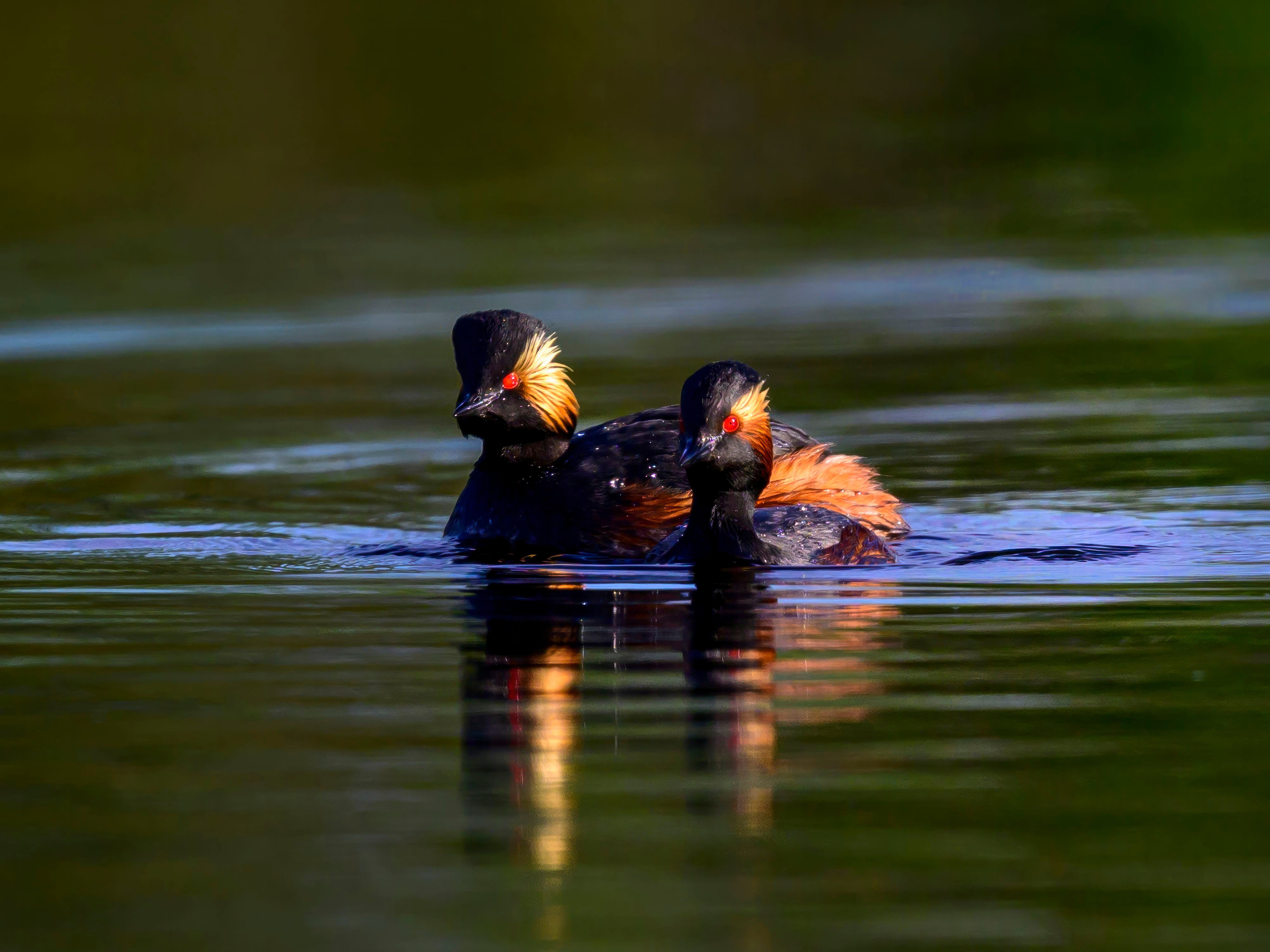 Черношейная поганка. Wildlife photography by Sergey Puponin