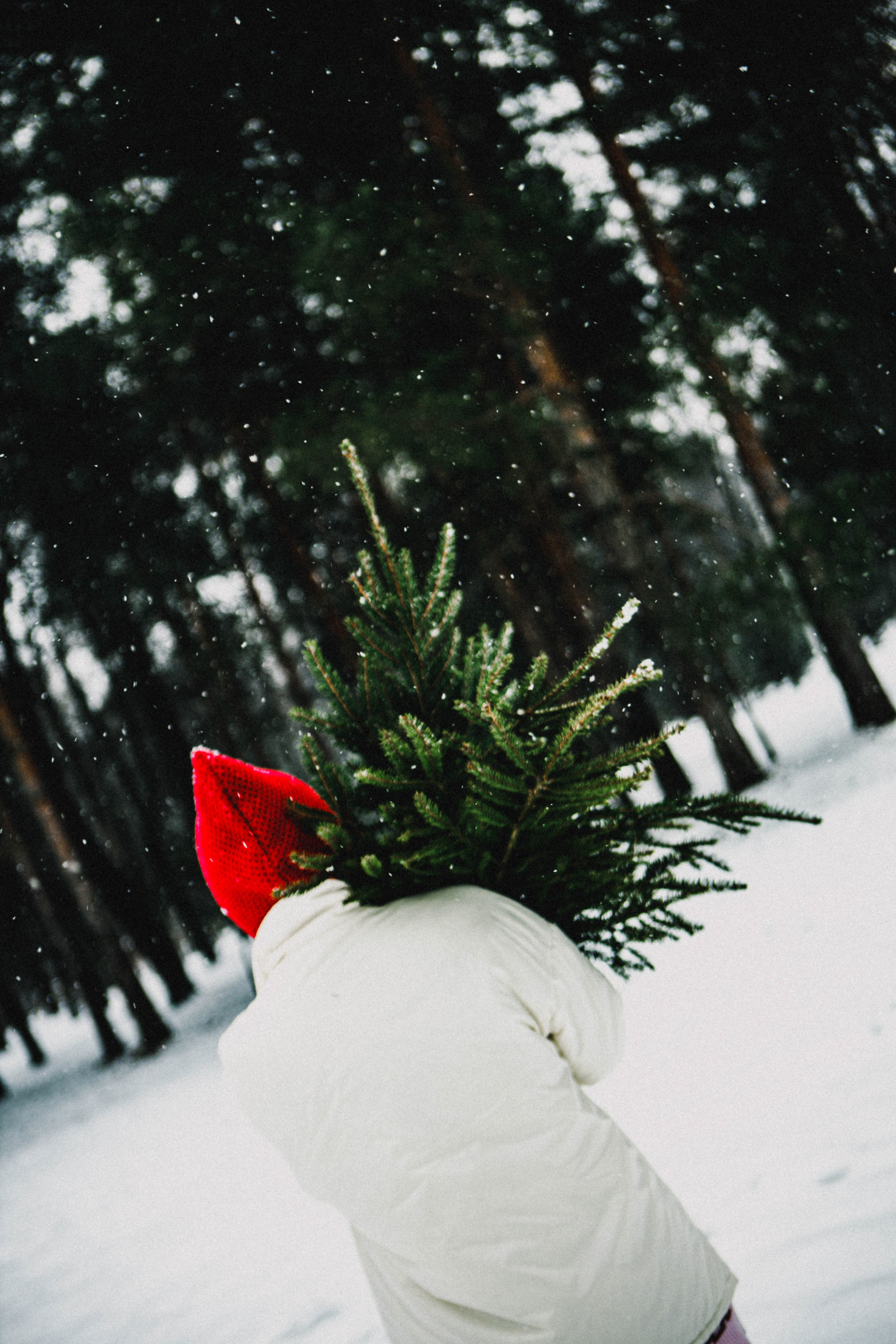 Настя ❄️ Ёлки-палки ❄️. Фотограф в Нижнем Новгороде