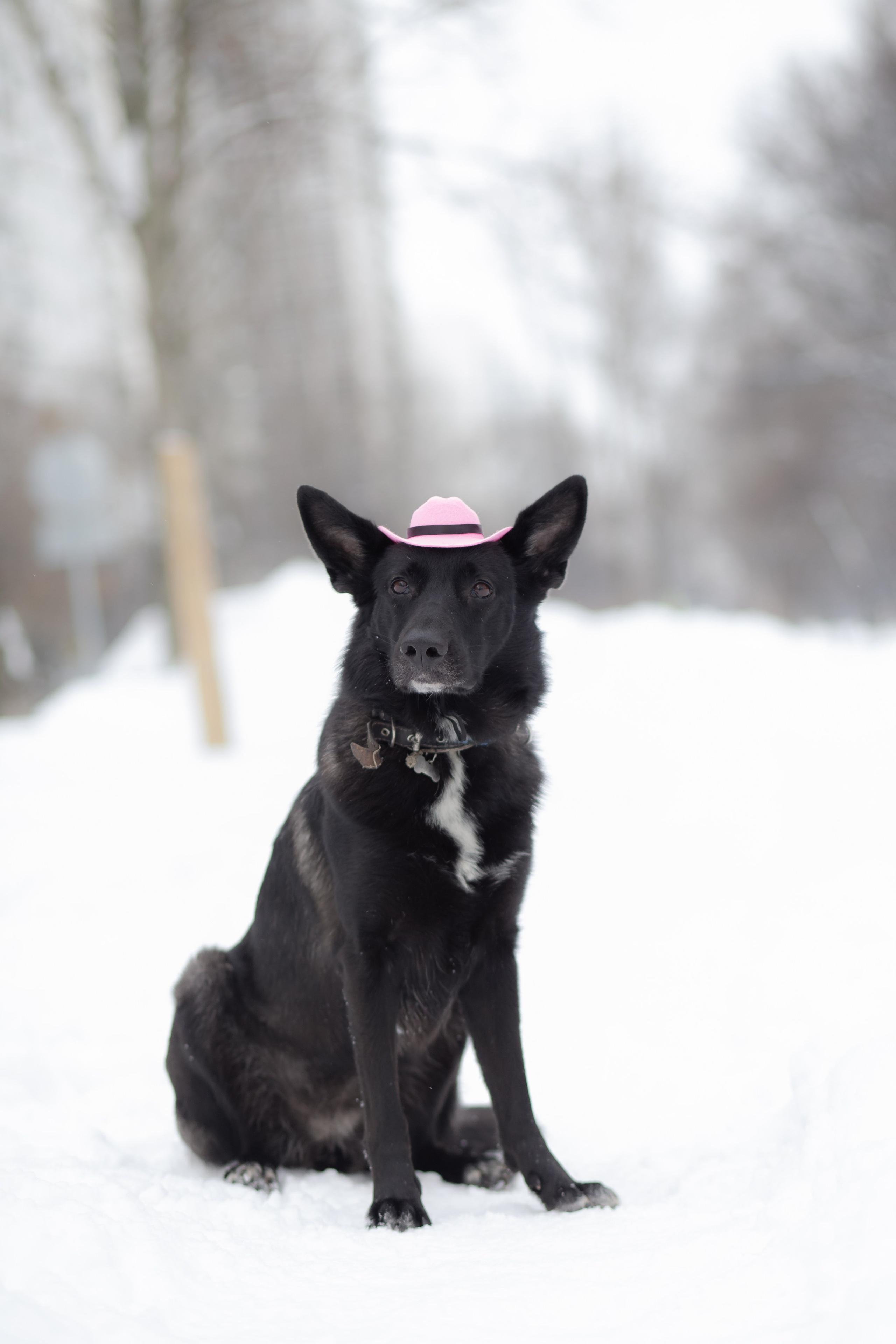 Фотосессии животных. Детский фотограф, фотограф-анималист