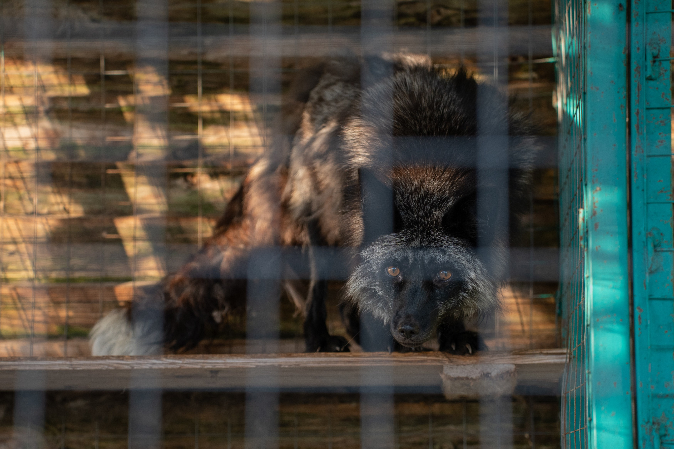 Анимализм. Портретный фотограф Олеся Владимирова в Москве