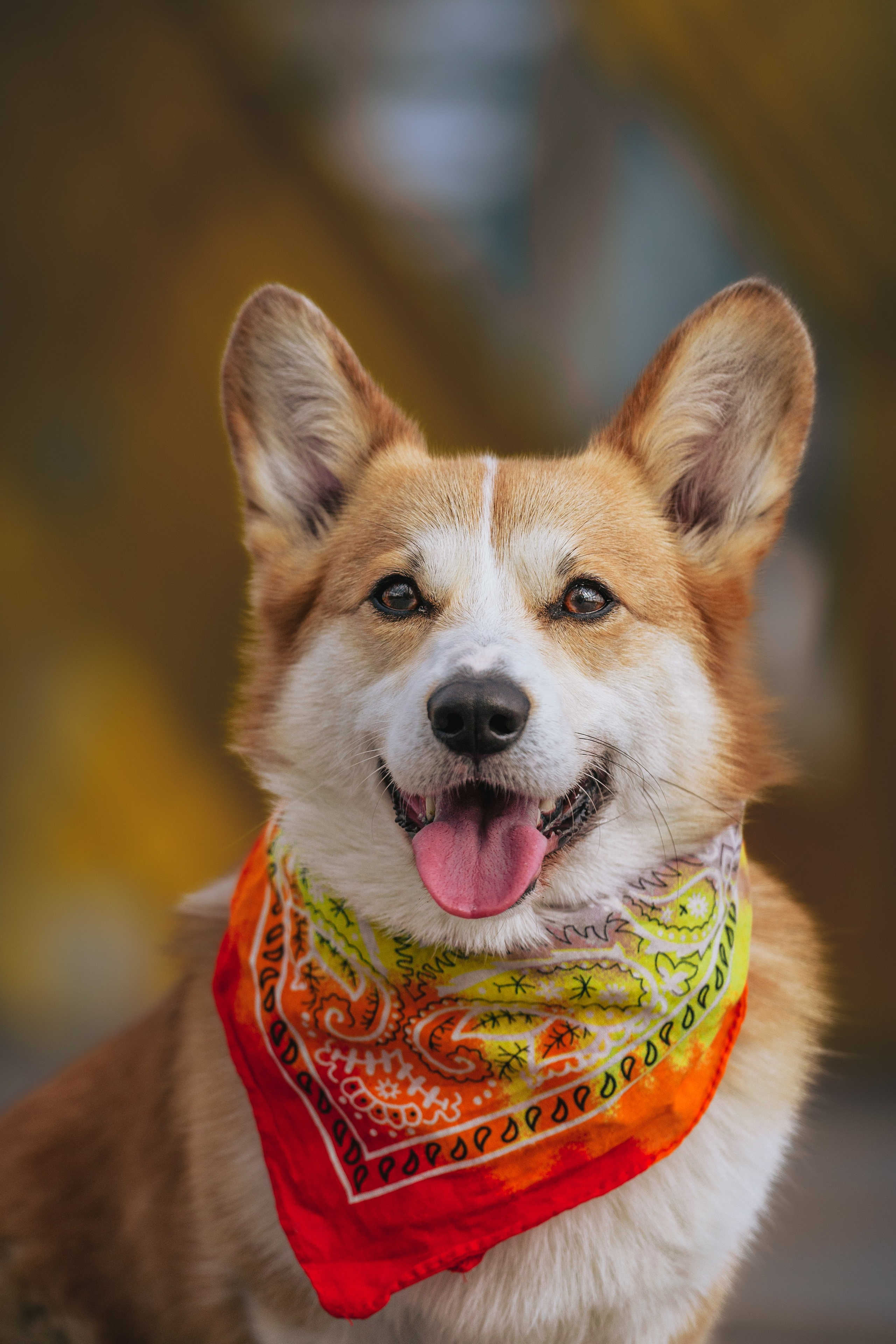 Андреевский мост. Фотограф-анималист Татьяна Степанова