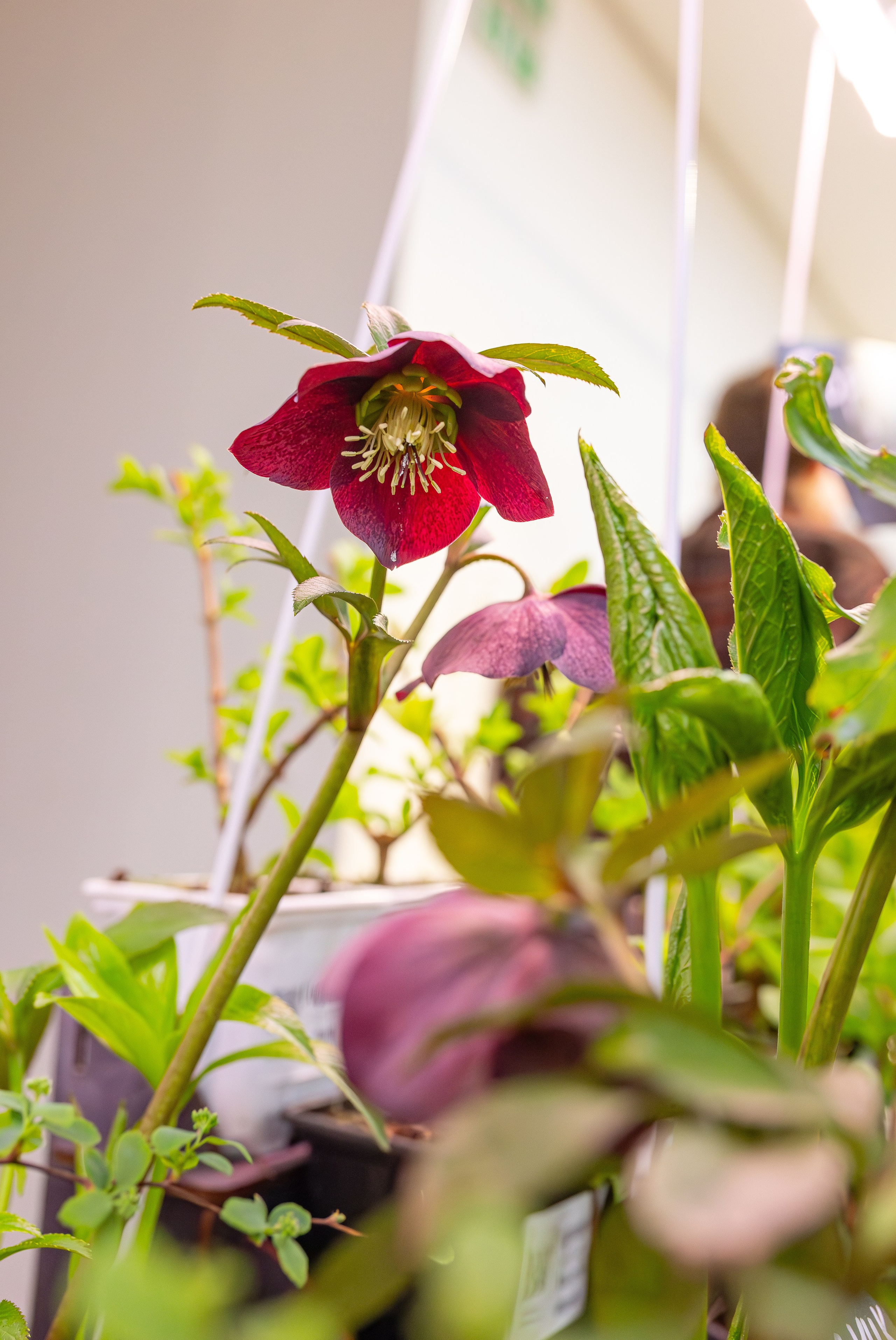 Монстериум апрель 2026. Александра Куликова фотограф, Москва