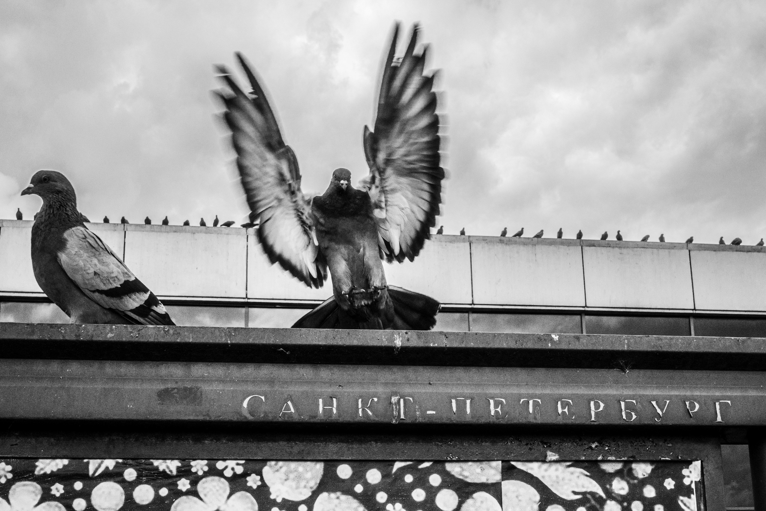 Монохром Петербург. Код улиц