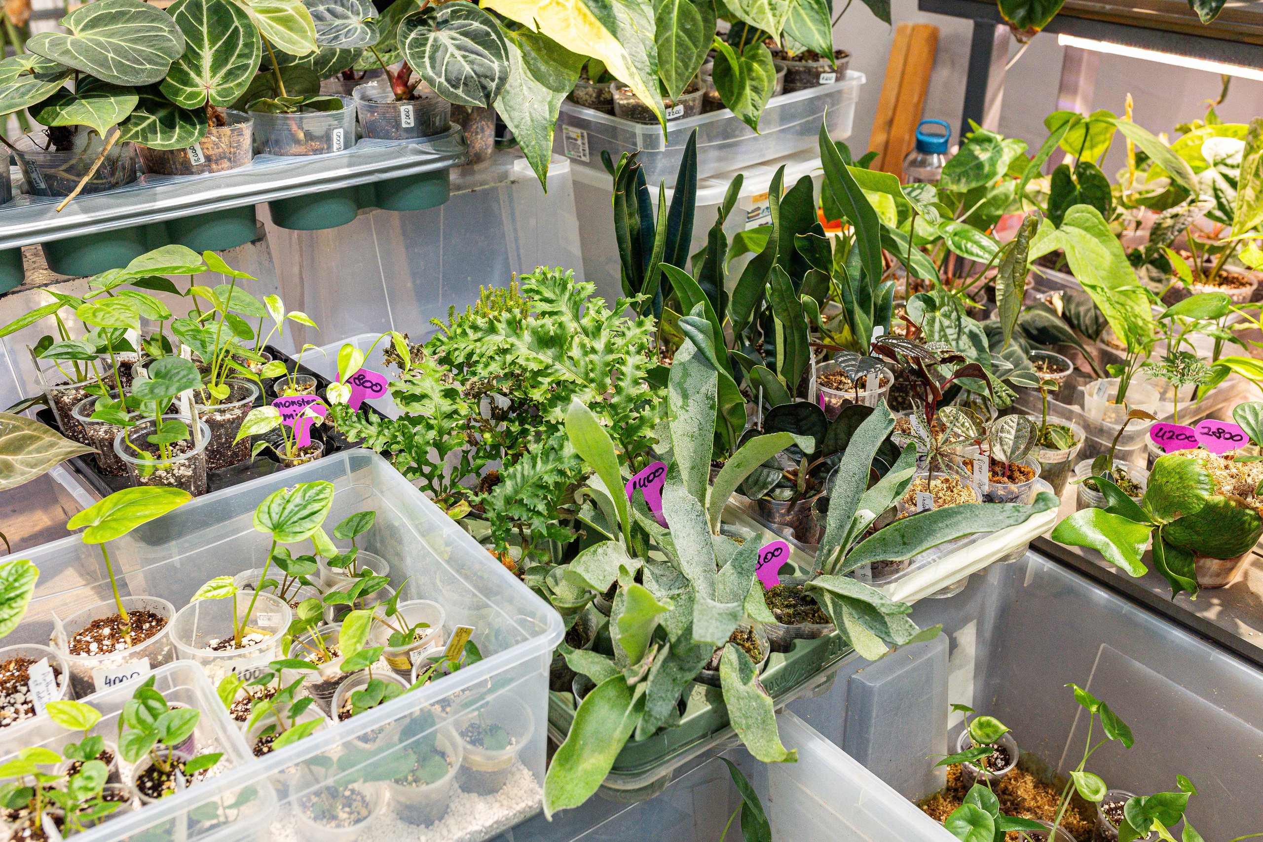 Green rare июнь 2025. Александра Куликова фотограф, Москва